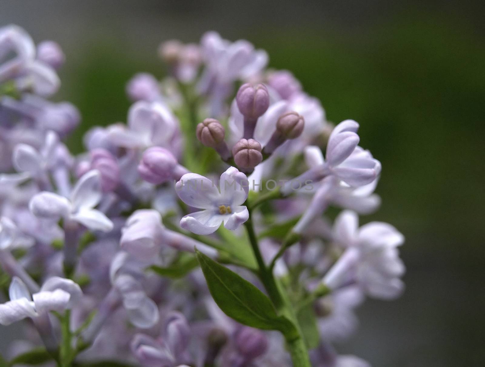 Lilac macro.
