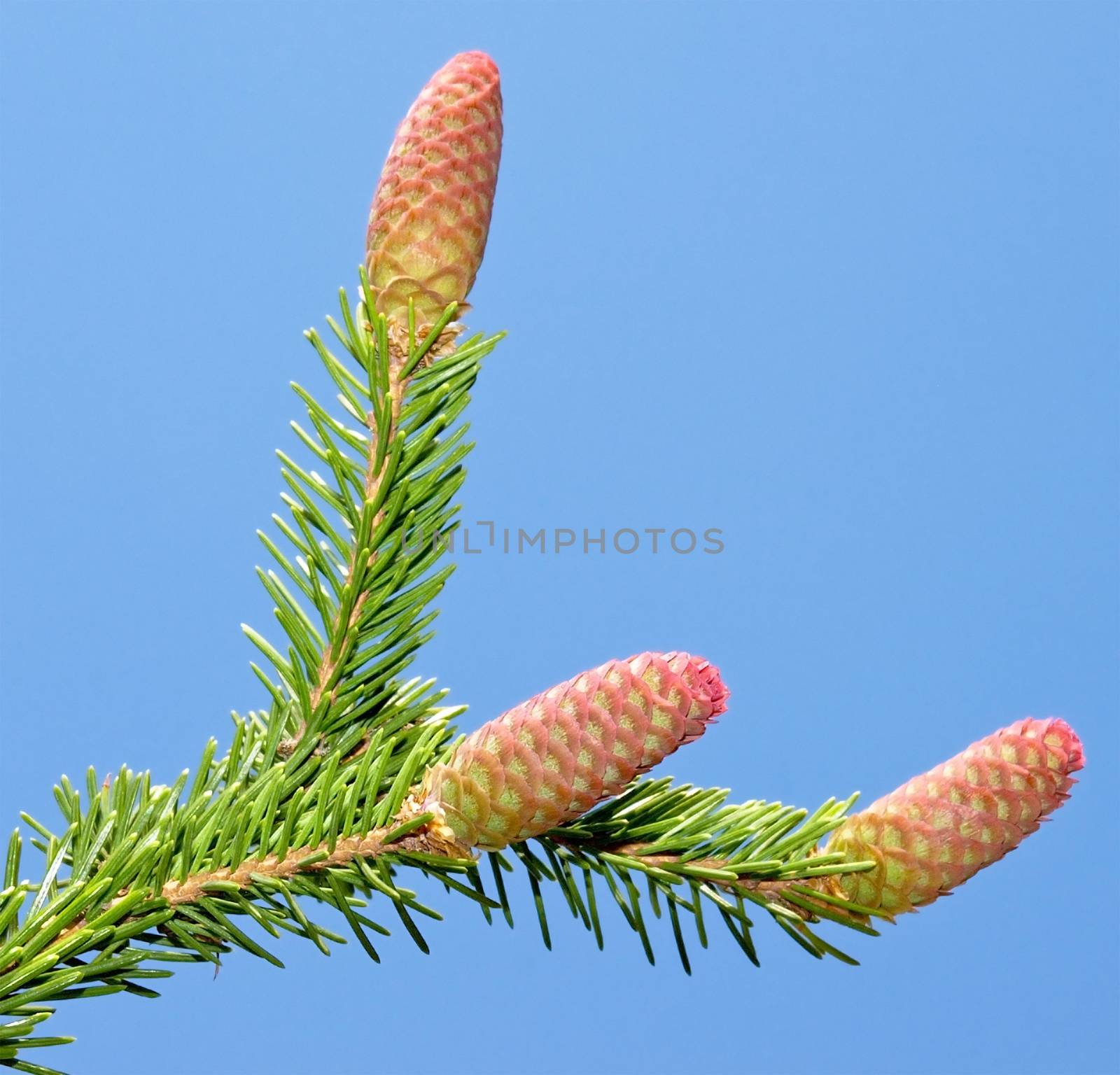 Fir branch with young cones isolated over blue