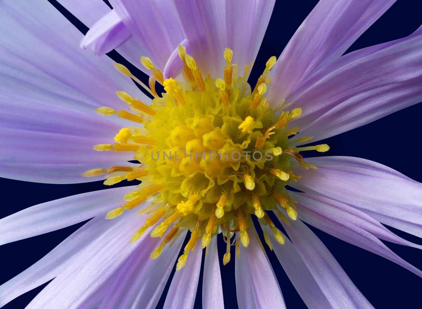 Close-up of violet flower with pistil and stamens