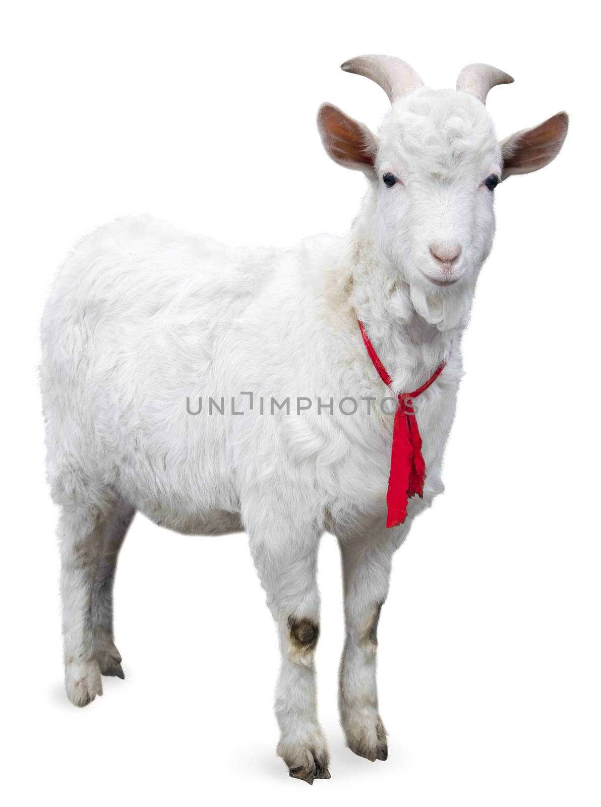 White goat standing up isolated on a white background.