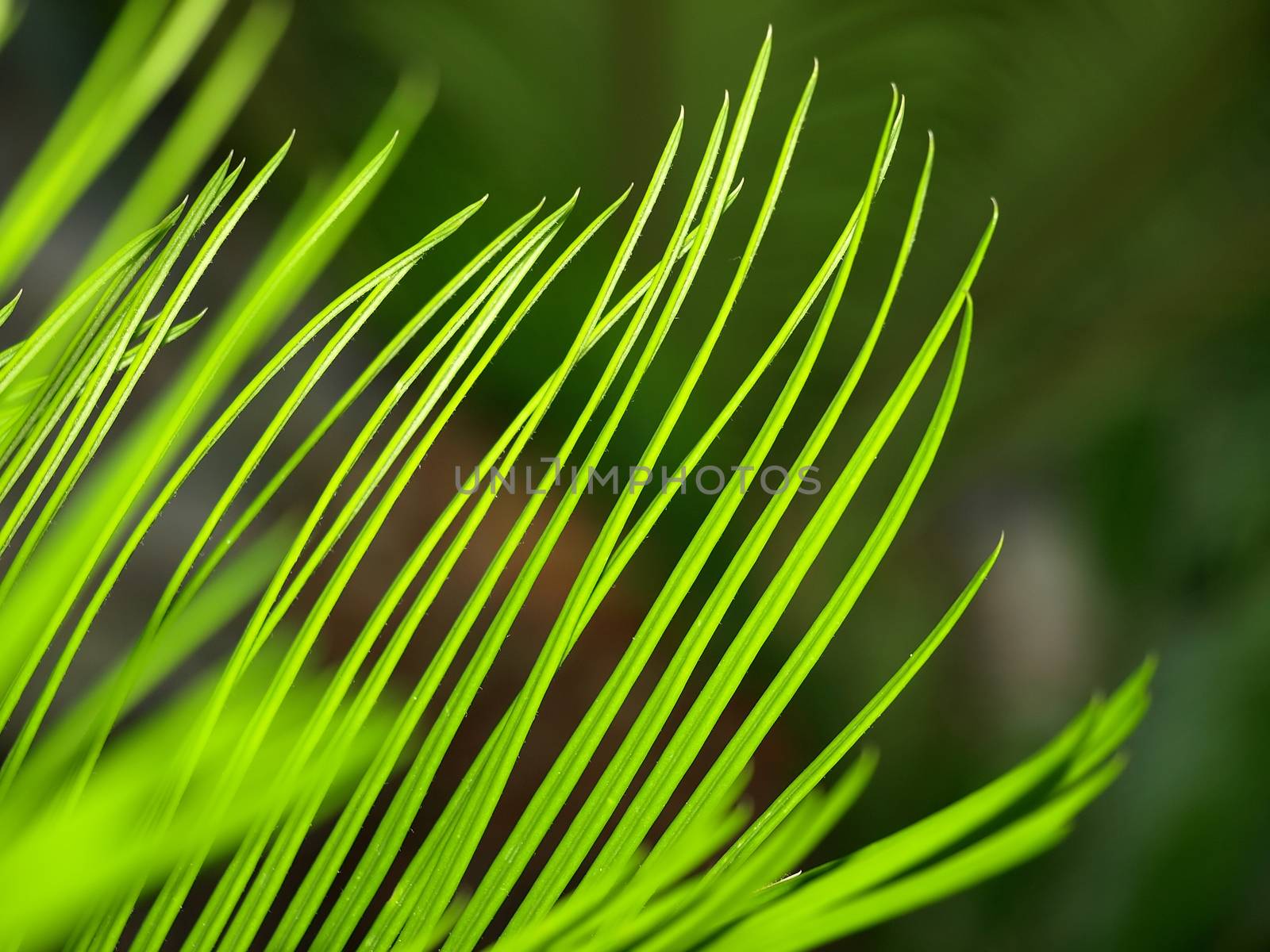 Grass close up.