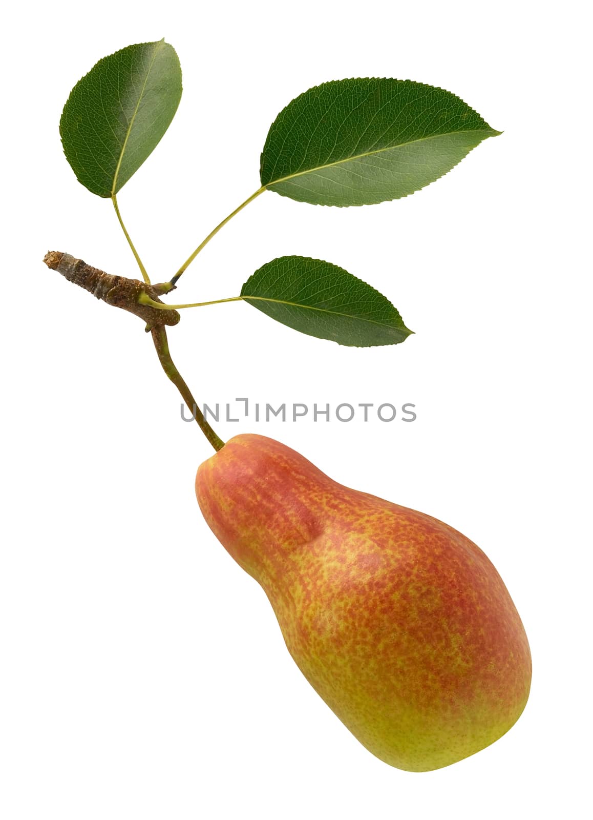 pear single  by Venakr
