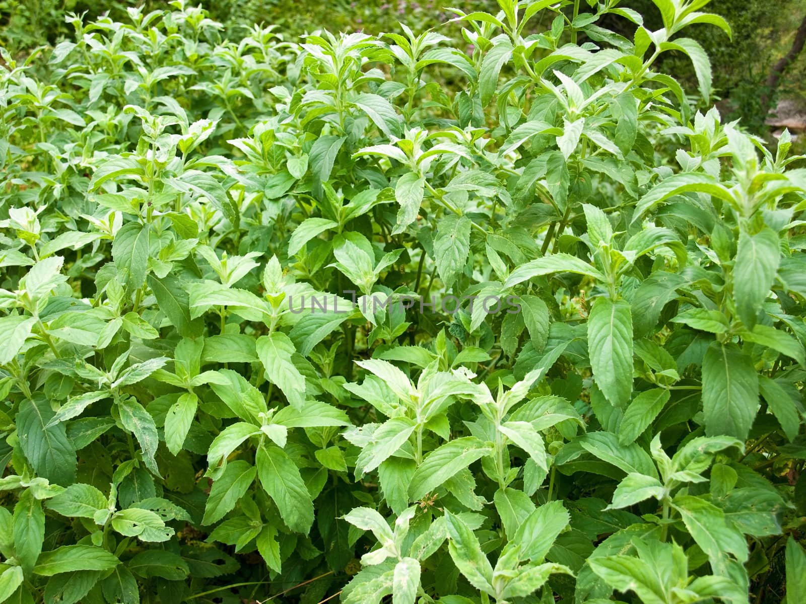 Closeup of wild fresh peppermint (Mentha piperita) plant.