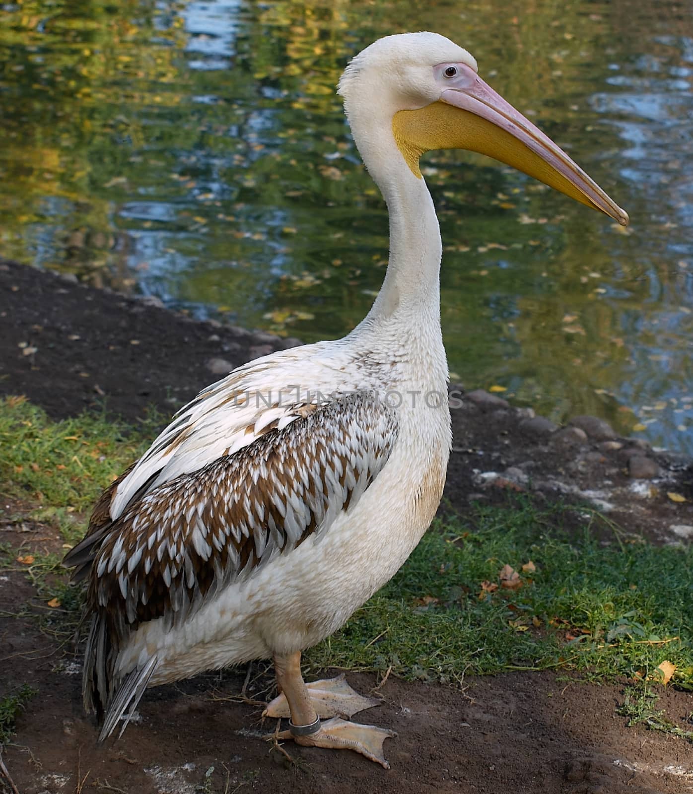 Pelican - Pelecanus onocrotalus