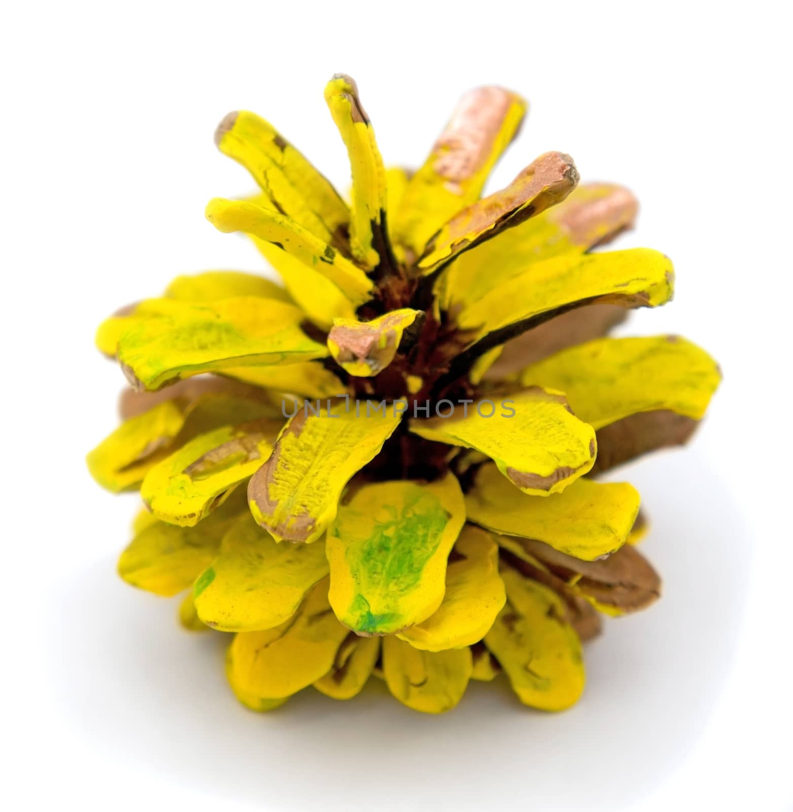 Pine cone painted in yellow paint isolated over white.