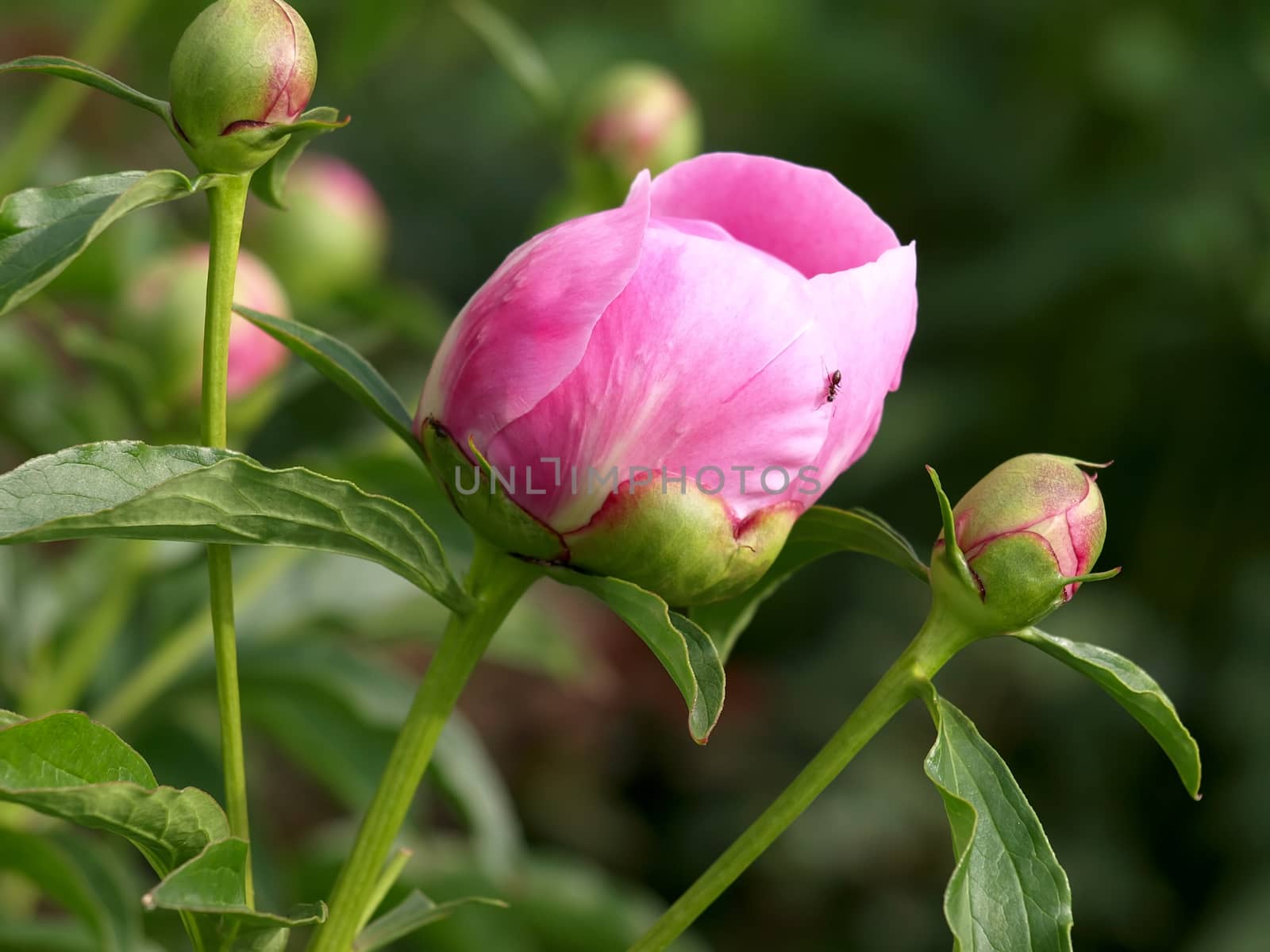 Peony blossom just beginning to open.