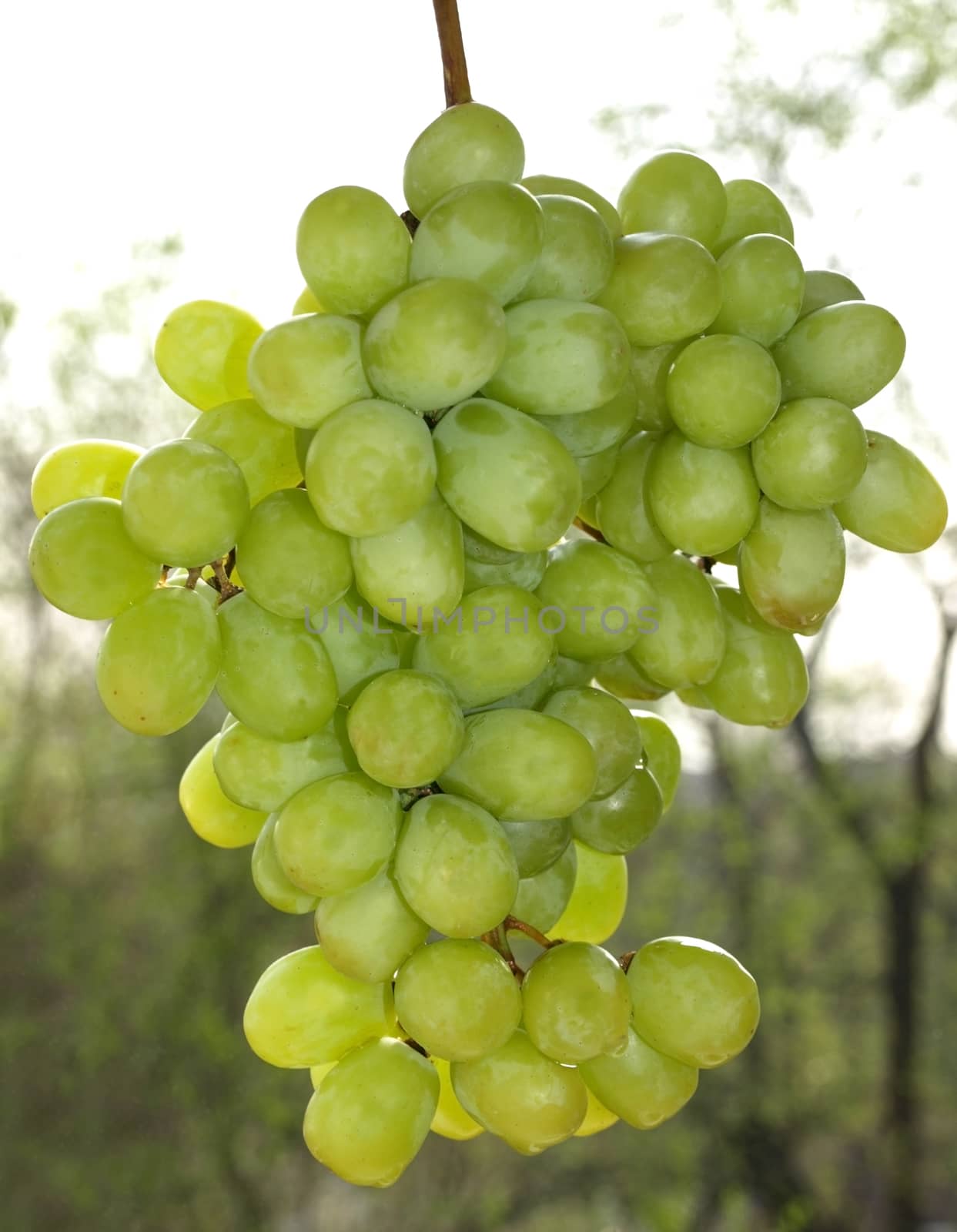 Bunch of white grapes