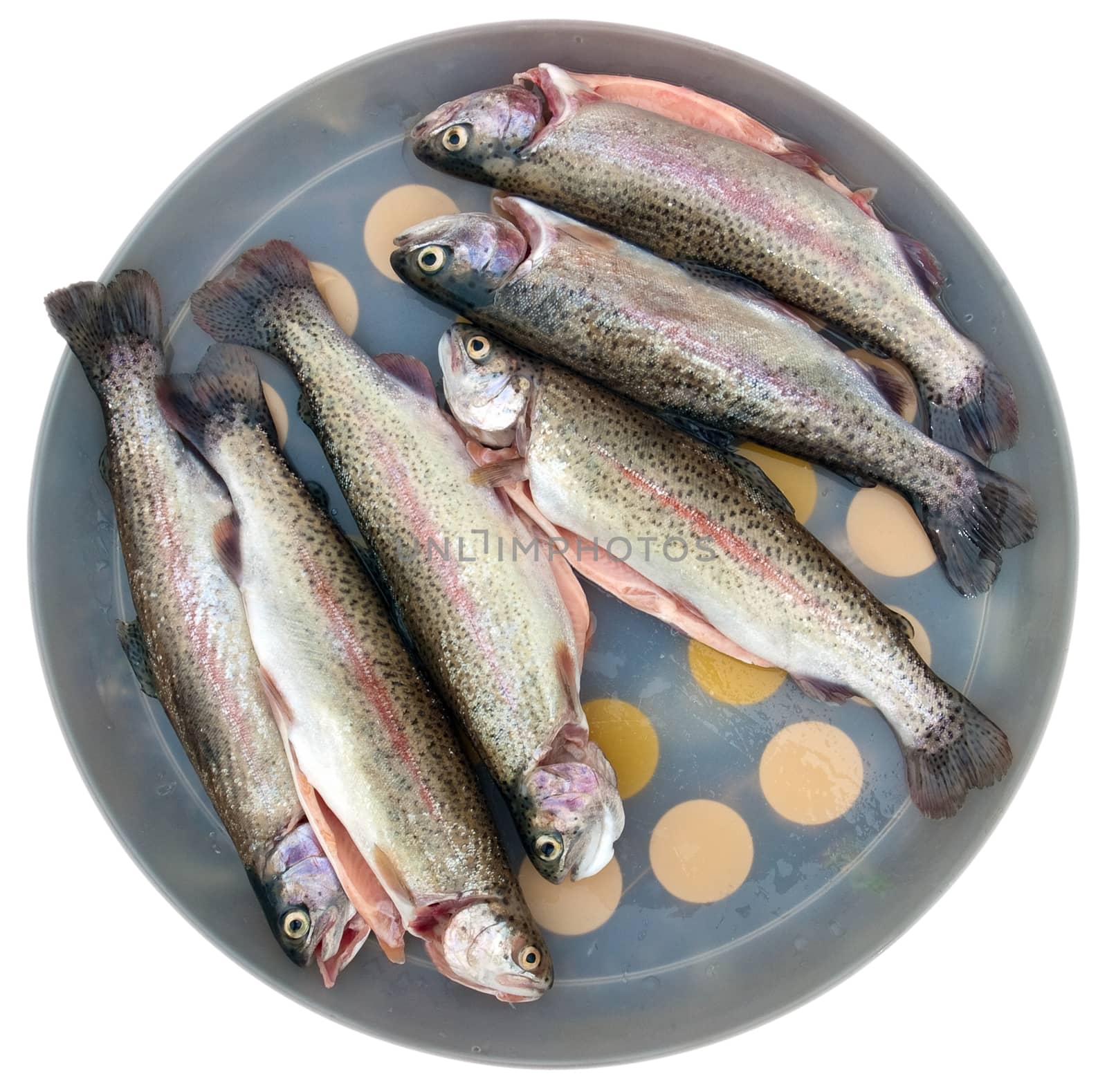 A rainbow trout waiting in dish, to be fried. Clipping path.