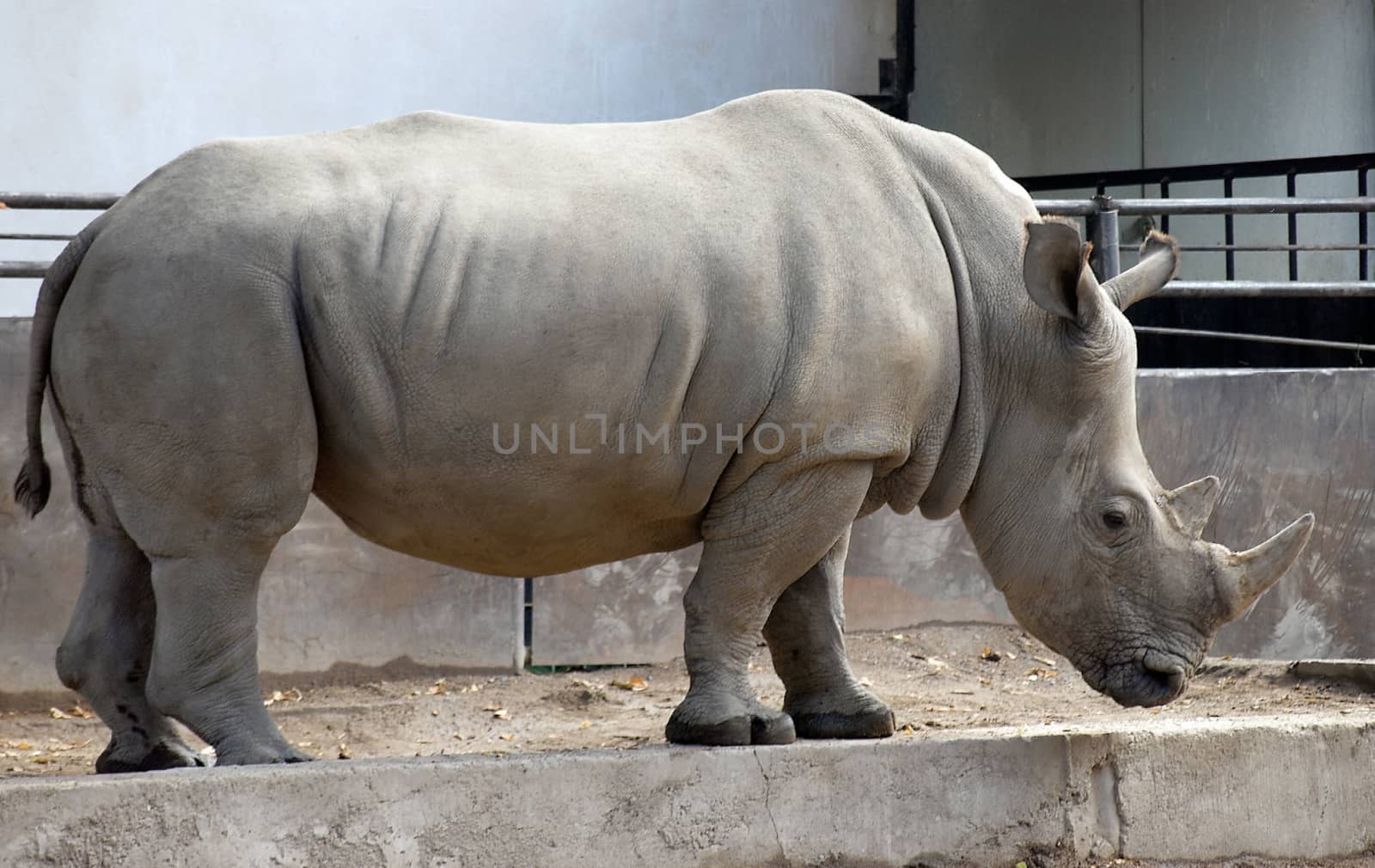 rhino by Venakr