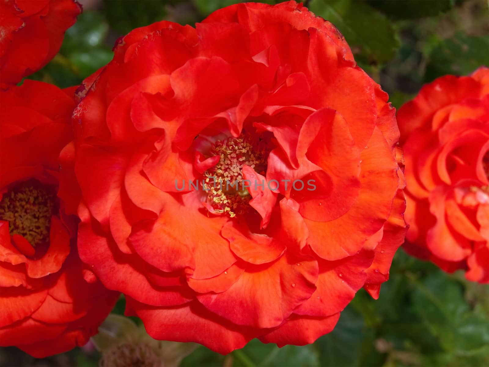 Close-up of the inside of a red rose