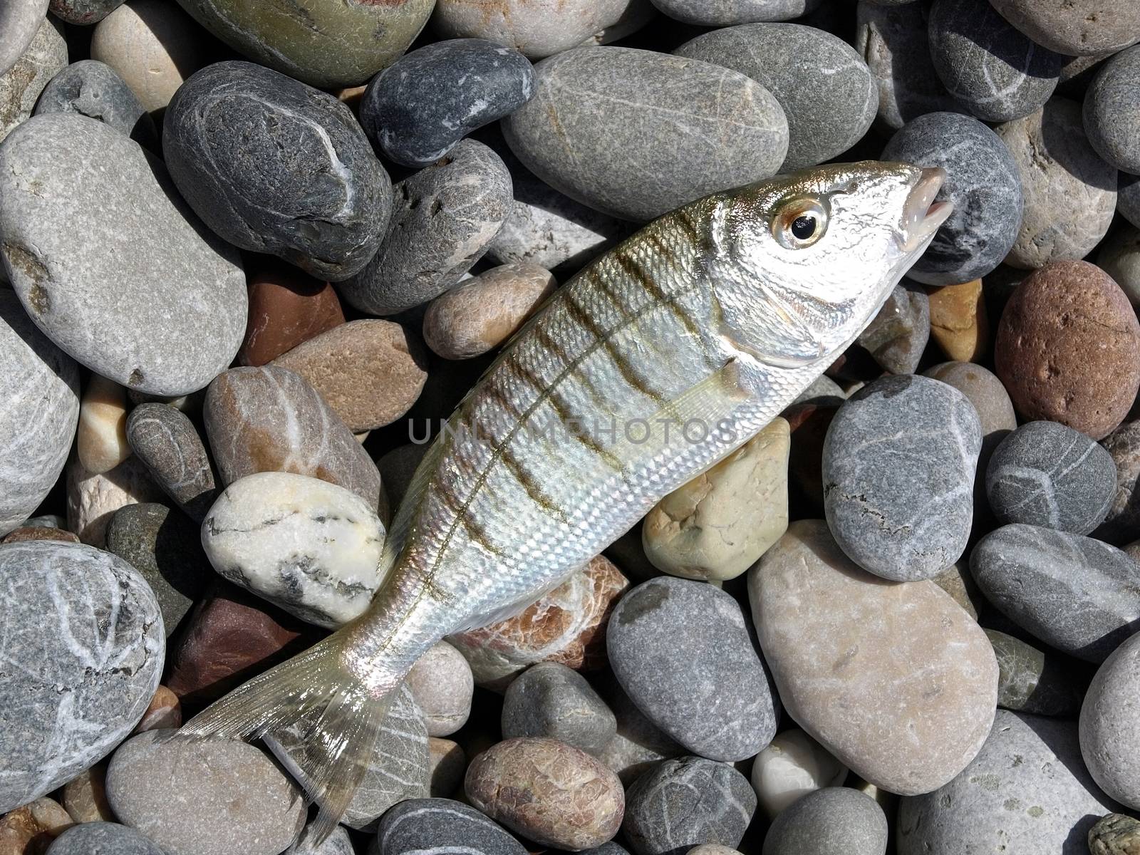 fish over pebble stones beach background