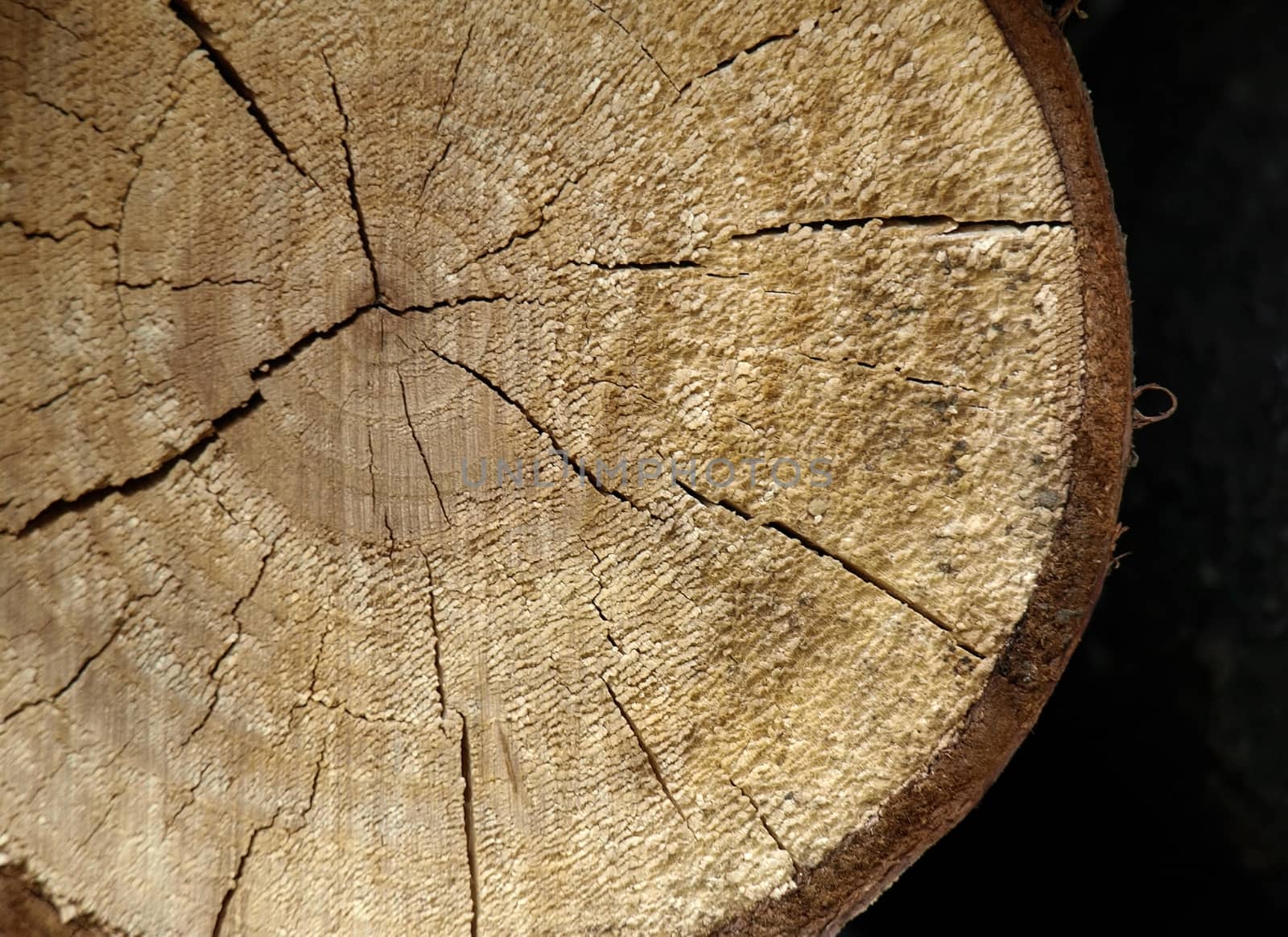 Cut log, background of wooden cut texture