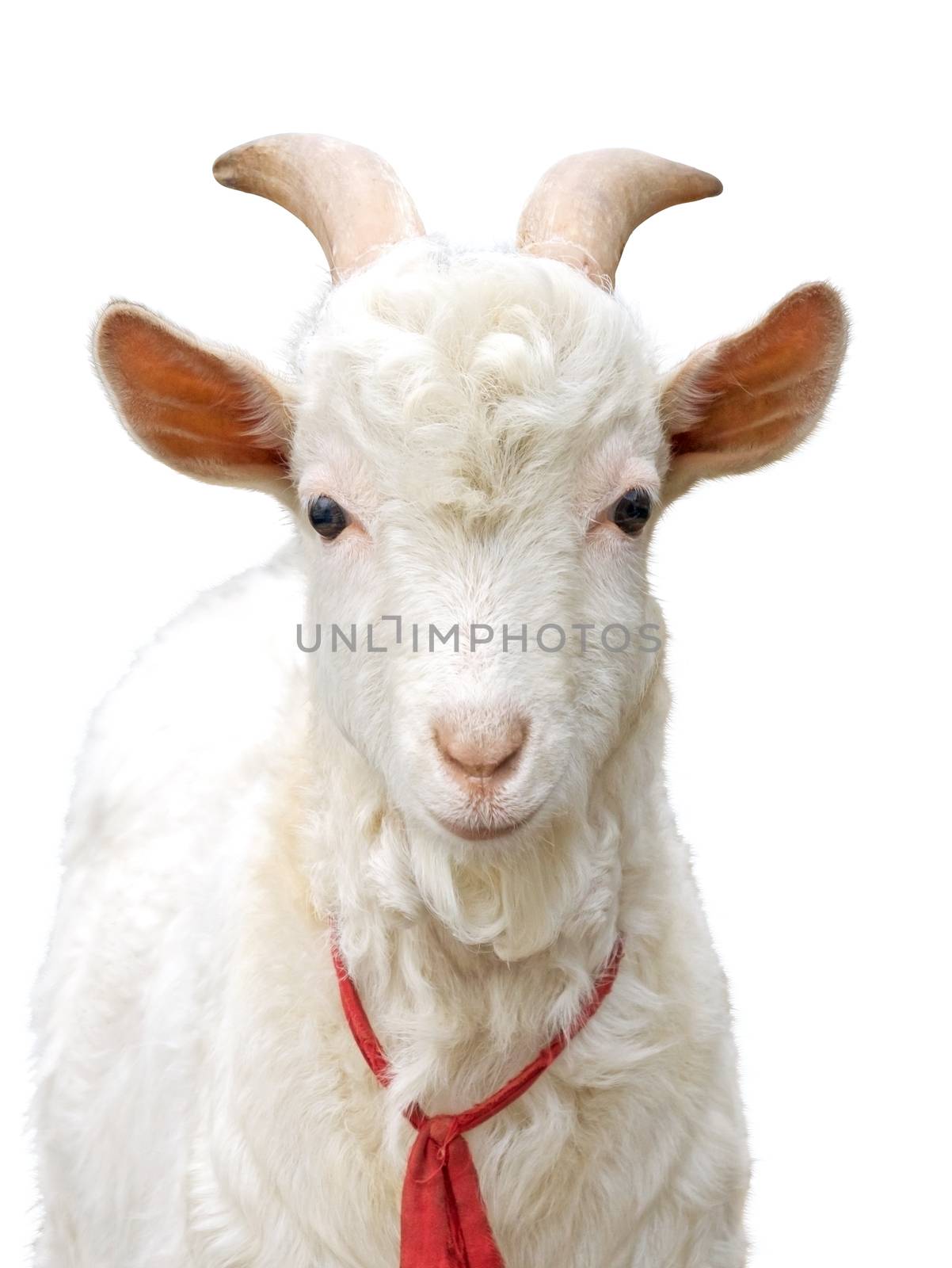 Close up of young white goat in in countryside isolated over white background