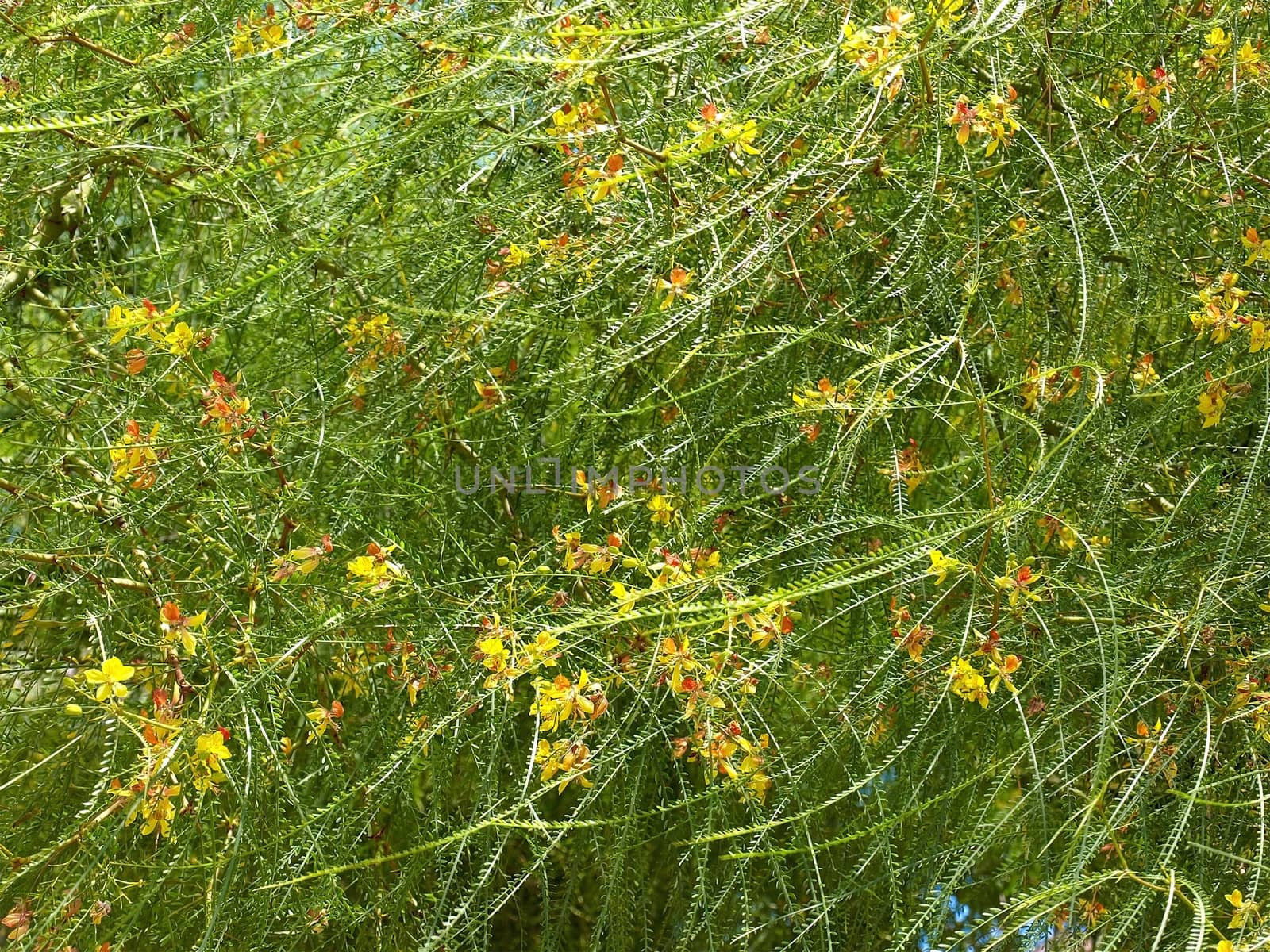 Green leaves background with yellow flowers in sunny day