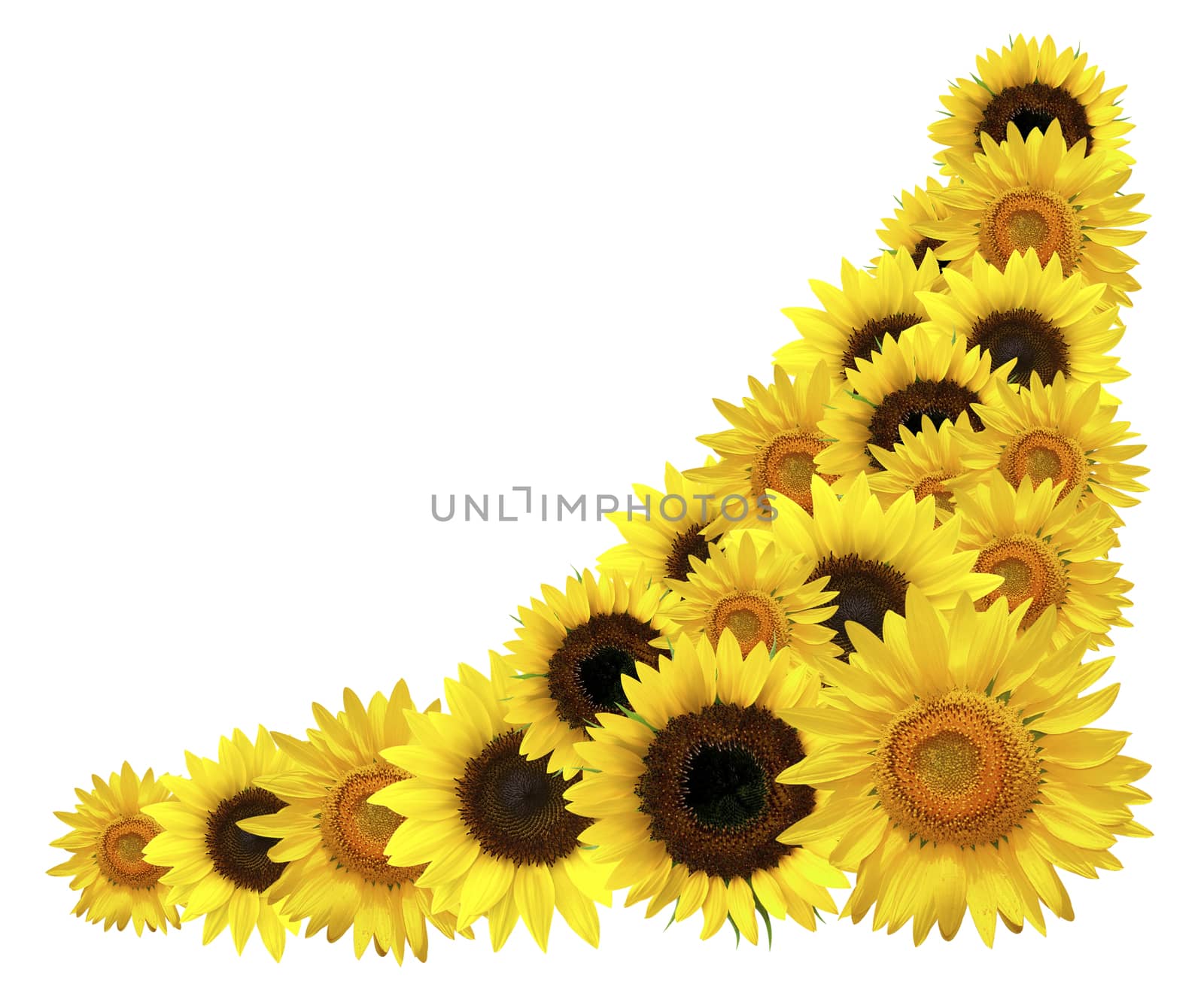 Sunflowers corner element isolated over white for design.