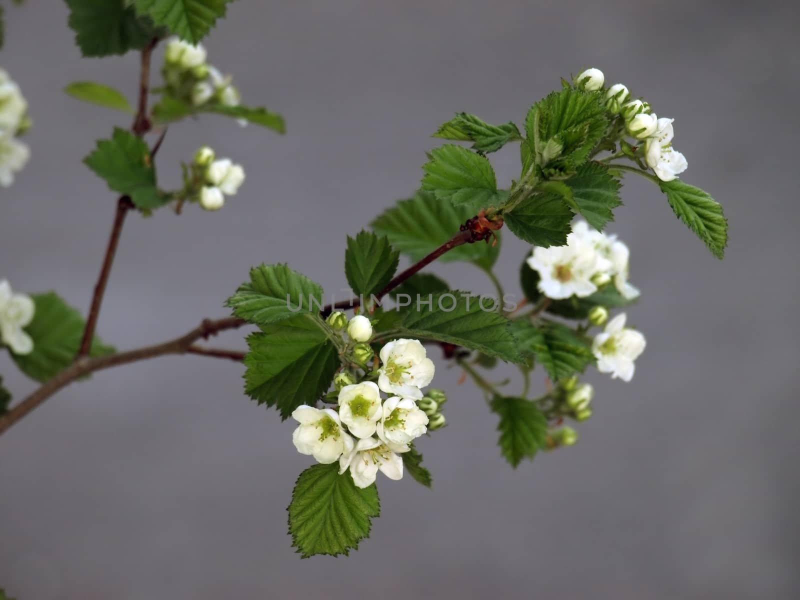 Blossoming of jasmin