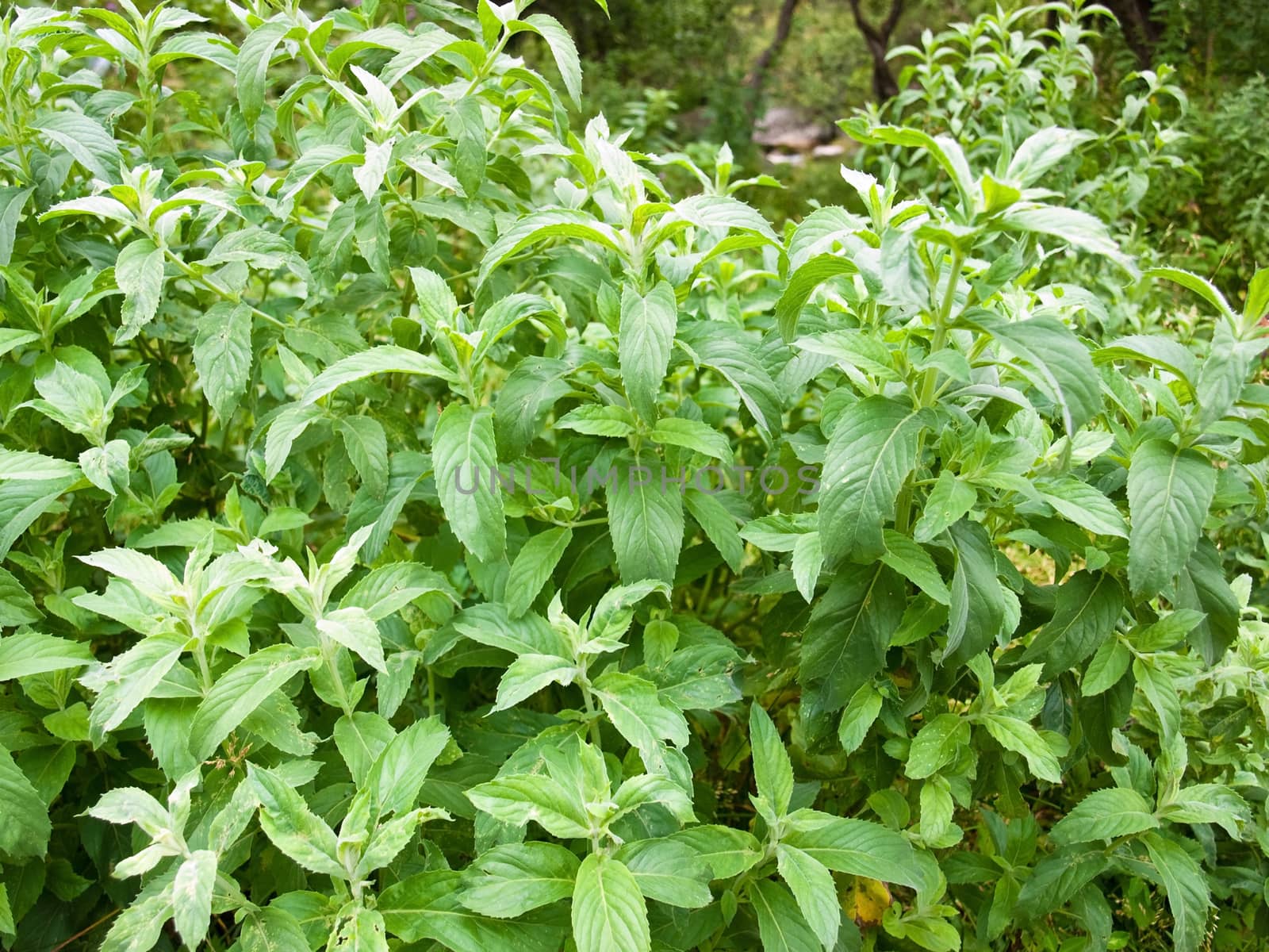 Closeup of wild fresh peppermint (Mentha piperita) plant.