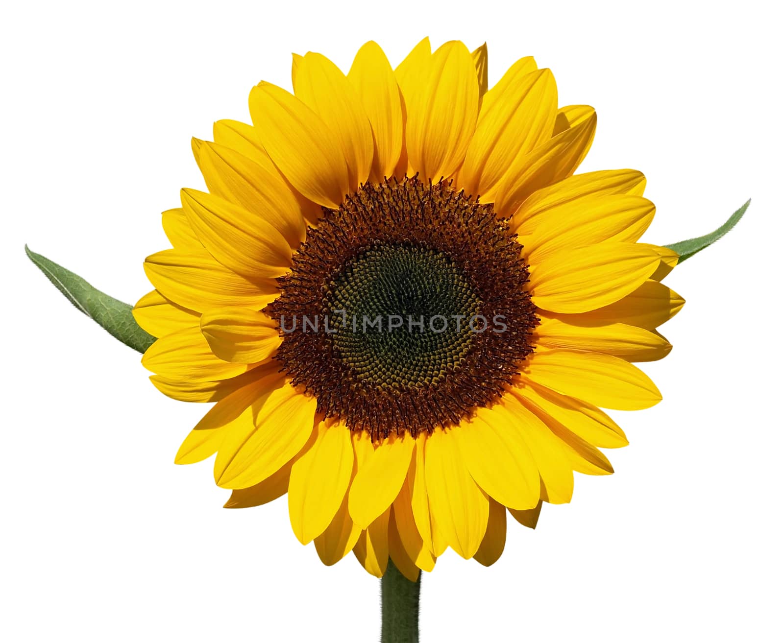 Beautiful yellow Sunflower isolated over white. Clipping path.