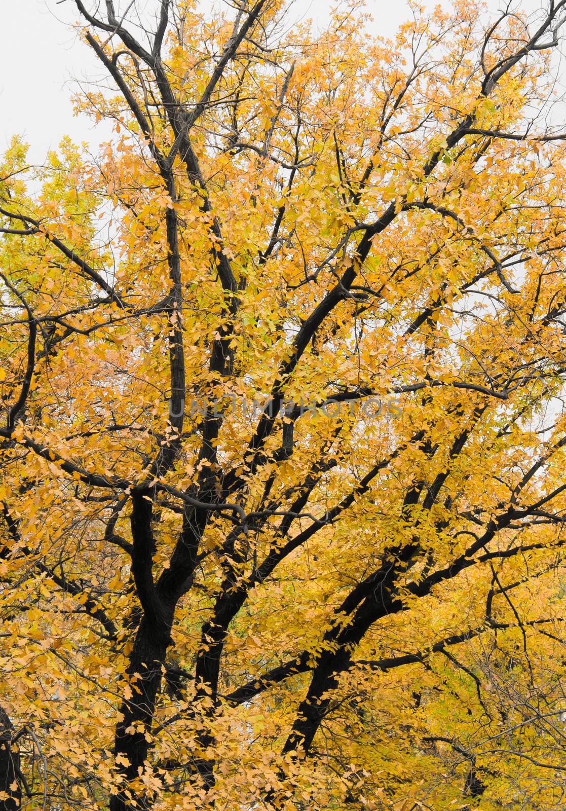 Big autumn tree of yellow color