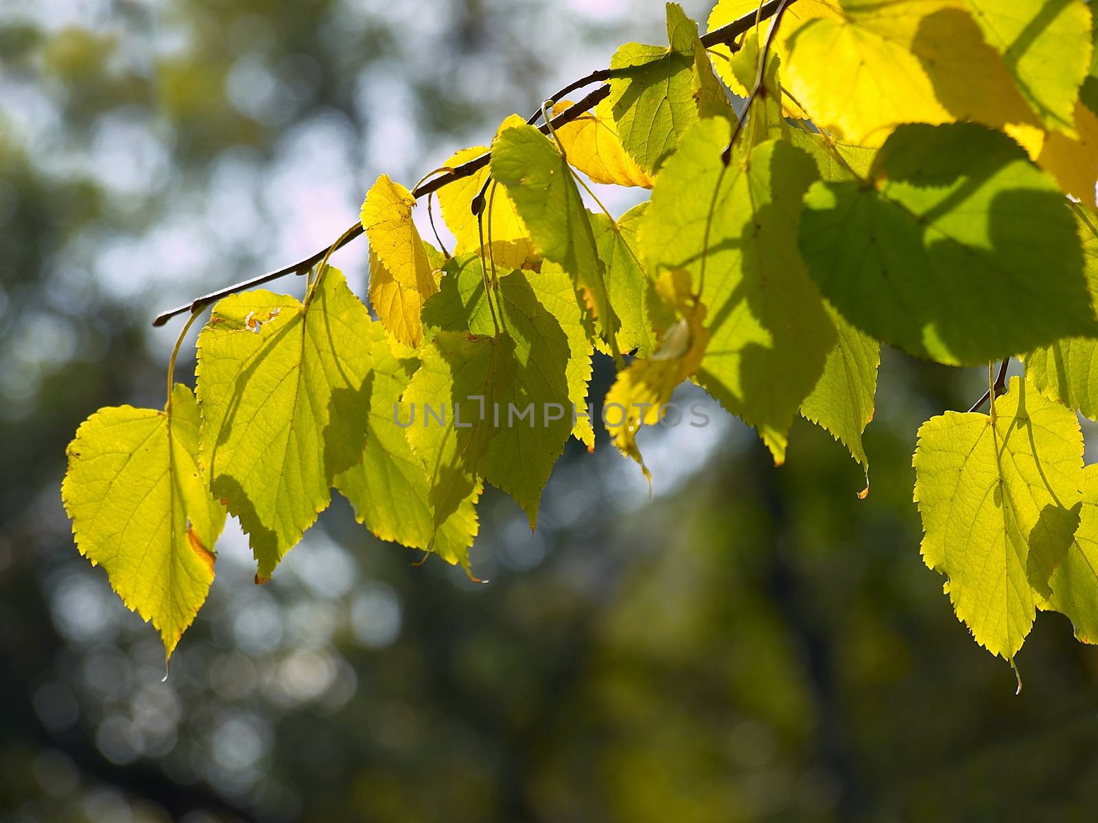 leaves by Venakr