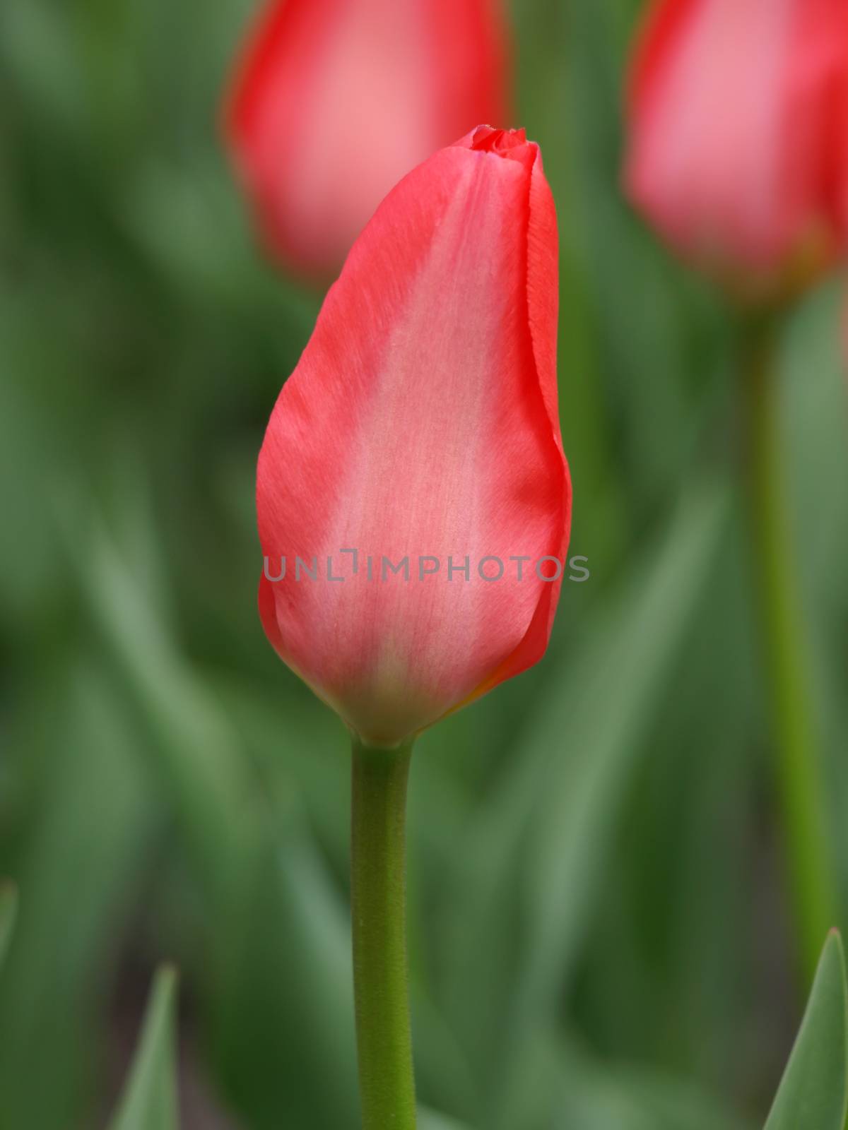 Single beautiful red tulip in a field in spring.