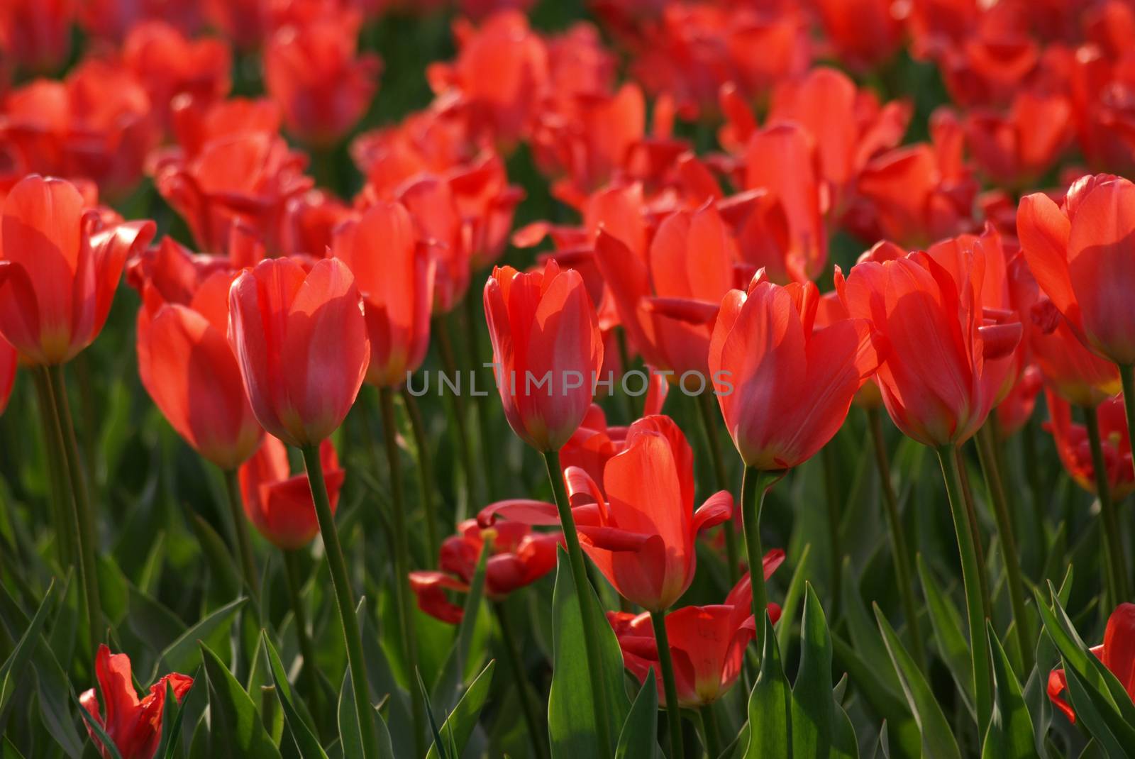 Field of beautiful red tulips in spring.