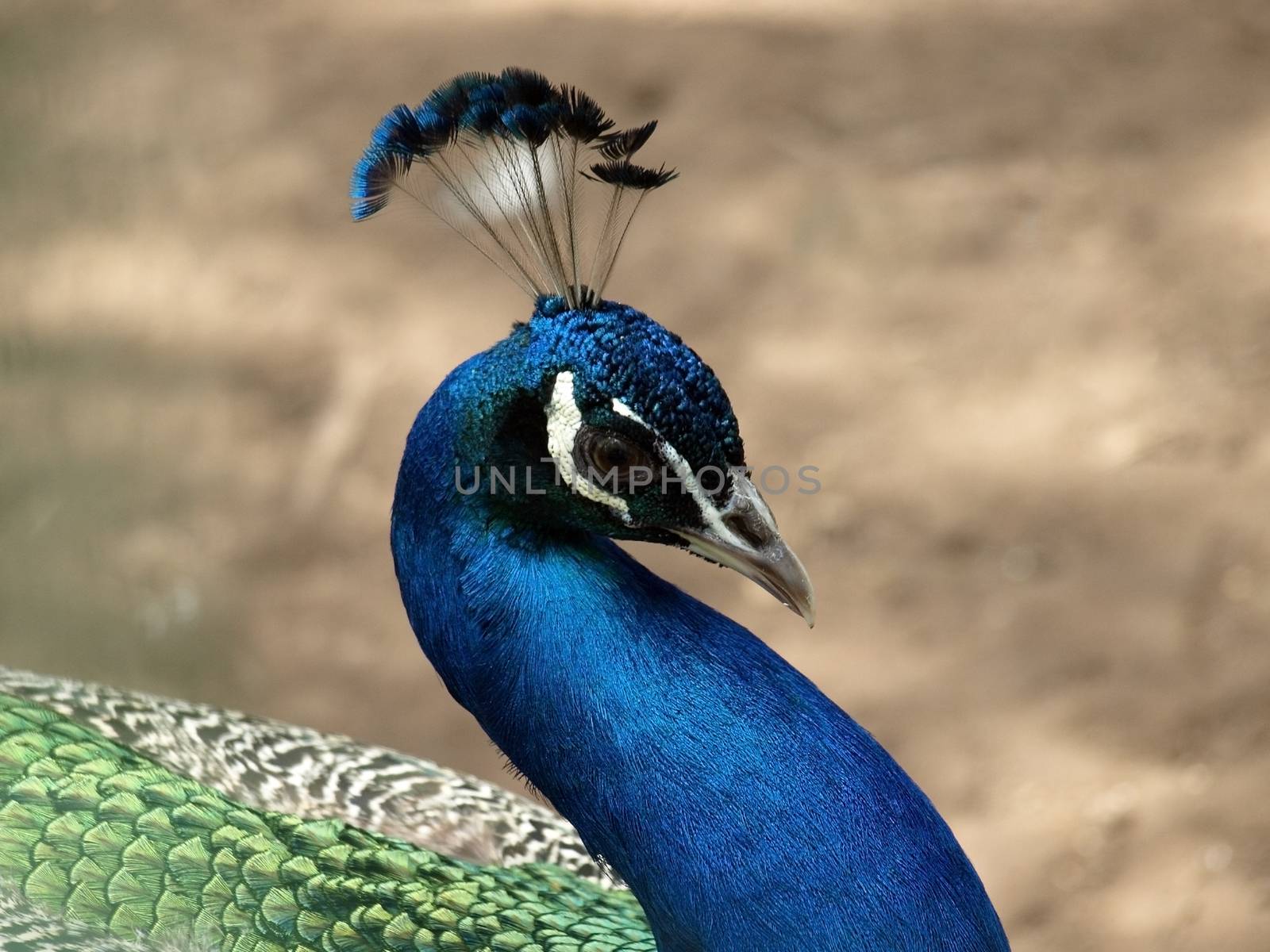 Indian peacock (Pavo cristatus). This image has been converted from a RAW-format.