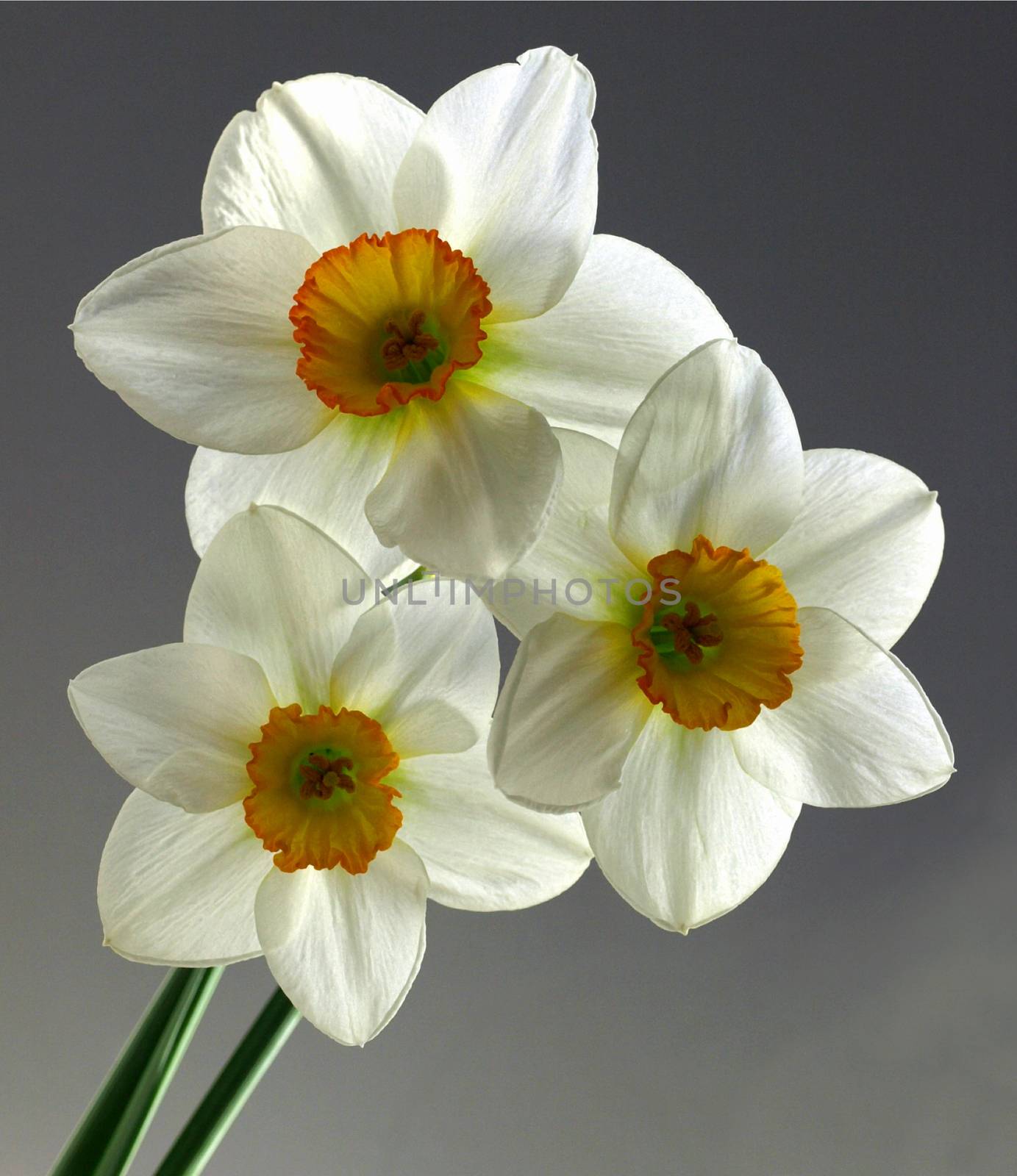 narcissus lent lily by Venakr