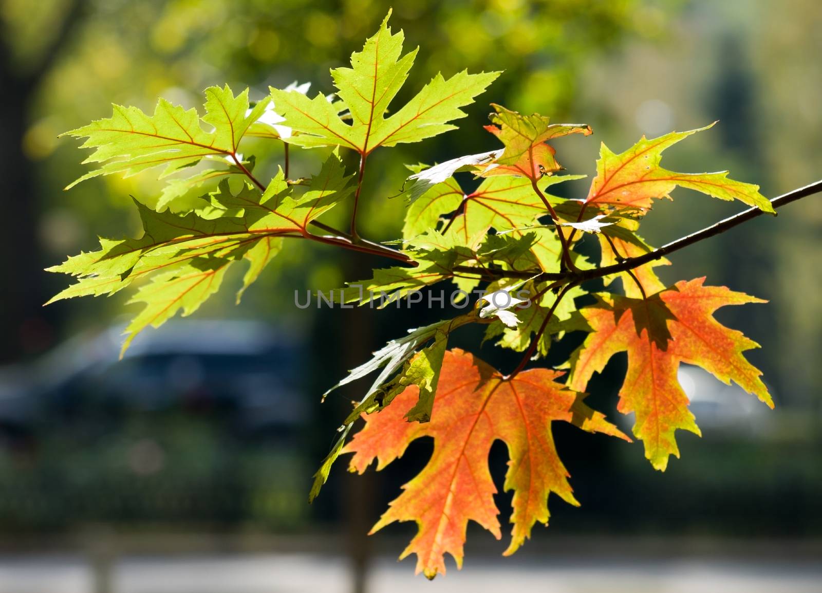 Branch of red and green maple leaves on Paris street