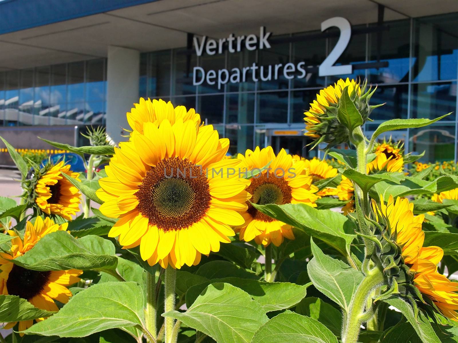 Beautiful yellow Sunflowers near main entrance of Amsterdam Schiphol Airport