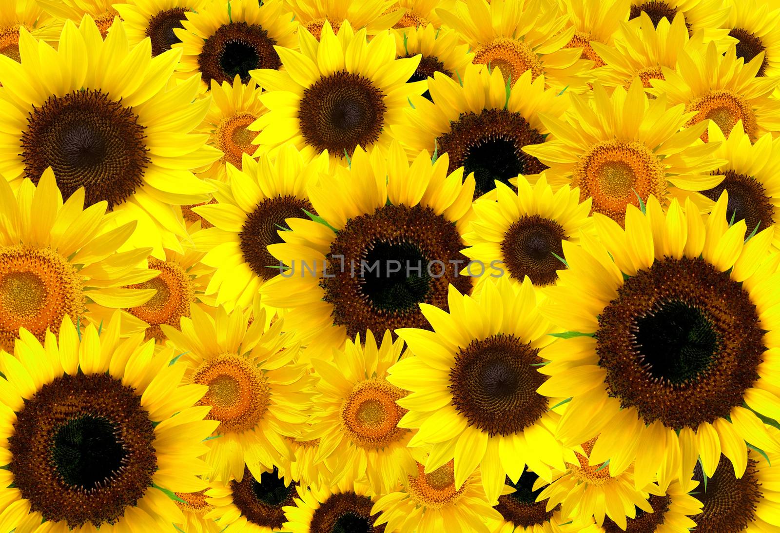 Yellow Sunflowers background.