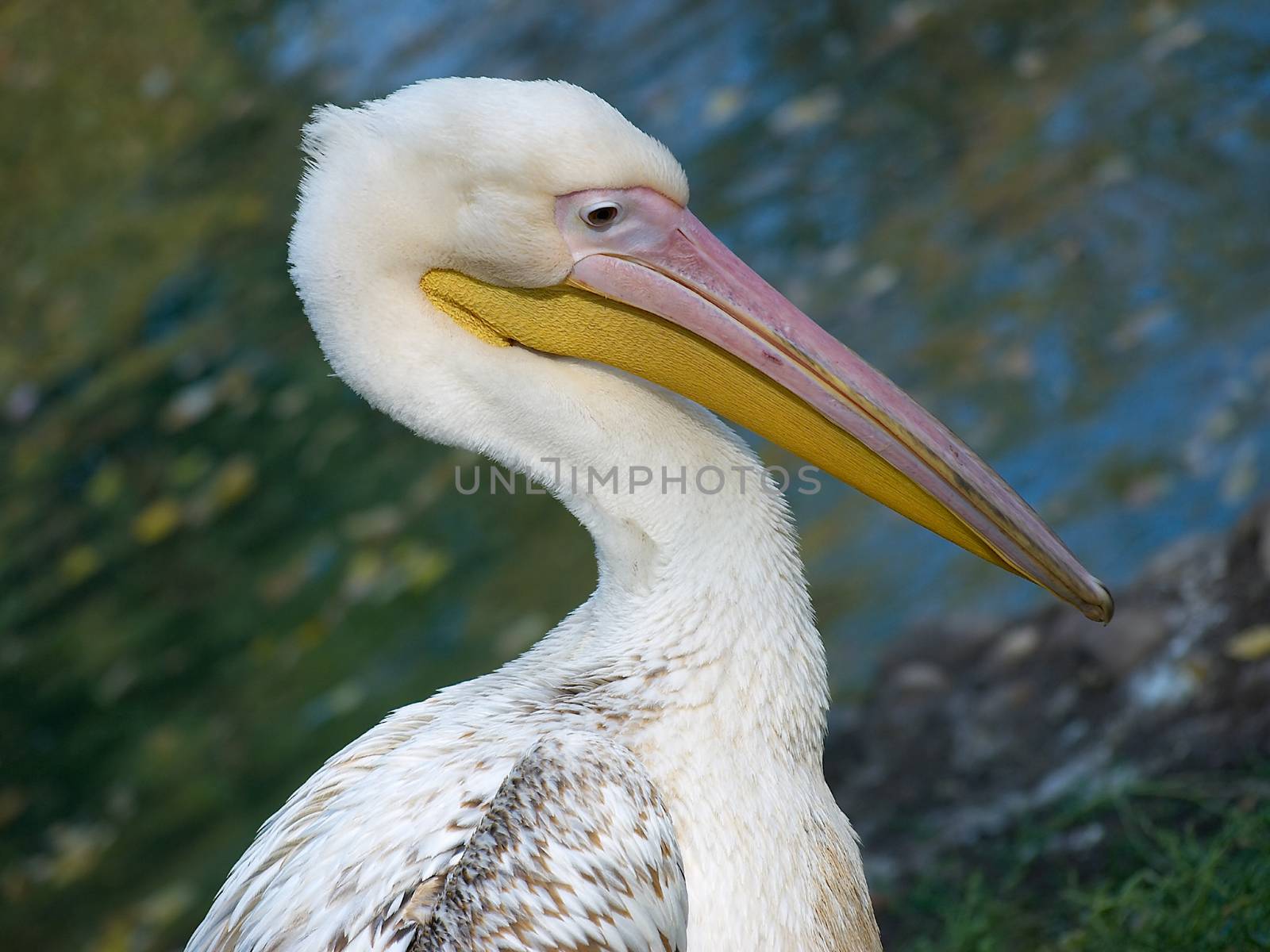 Closeup of Pelican - Pelecanus onocrotalus