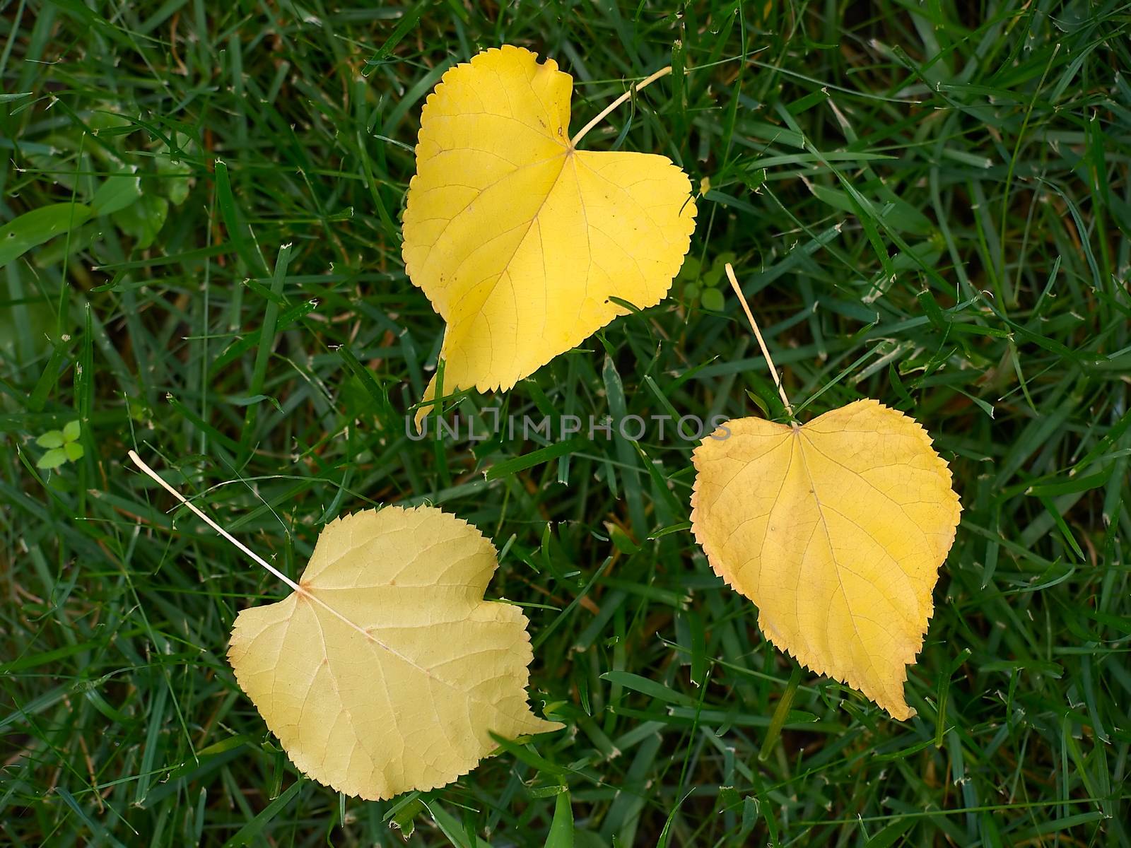 Three yellow leaves on the green grass