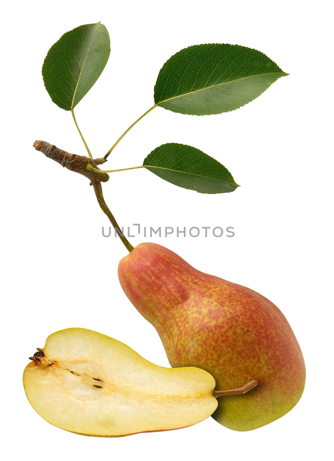 pears by Venakr
