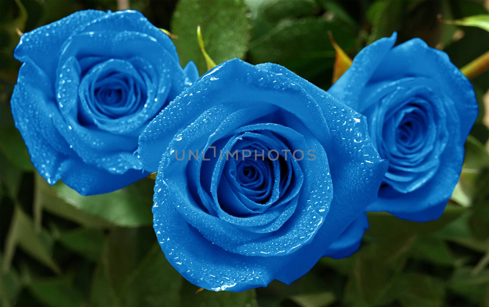 Roses three blue by Venakr