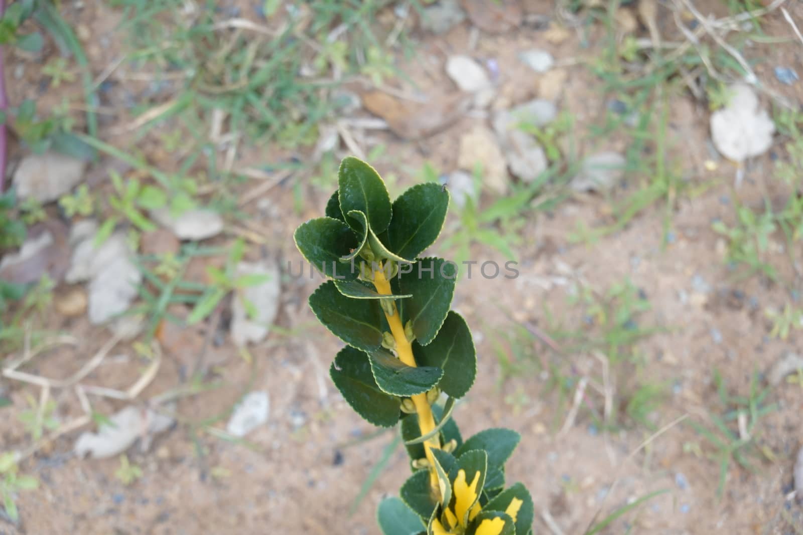 A yellow flower with green leaves. High quality photo