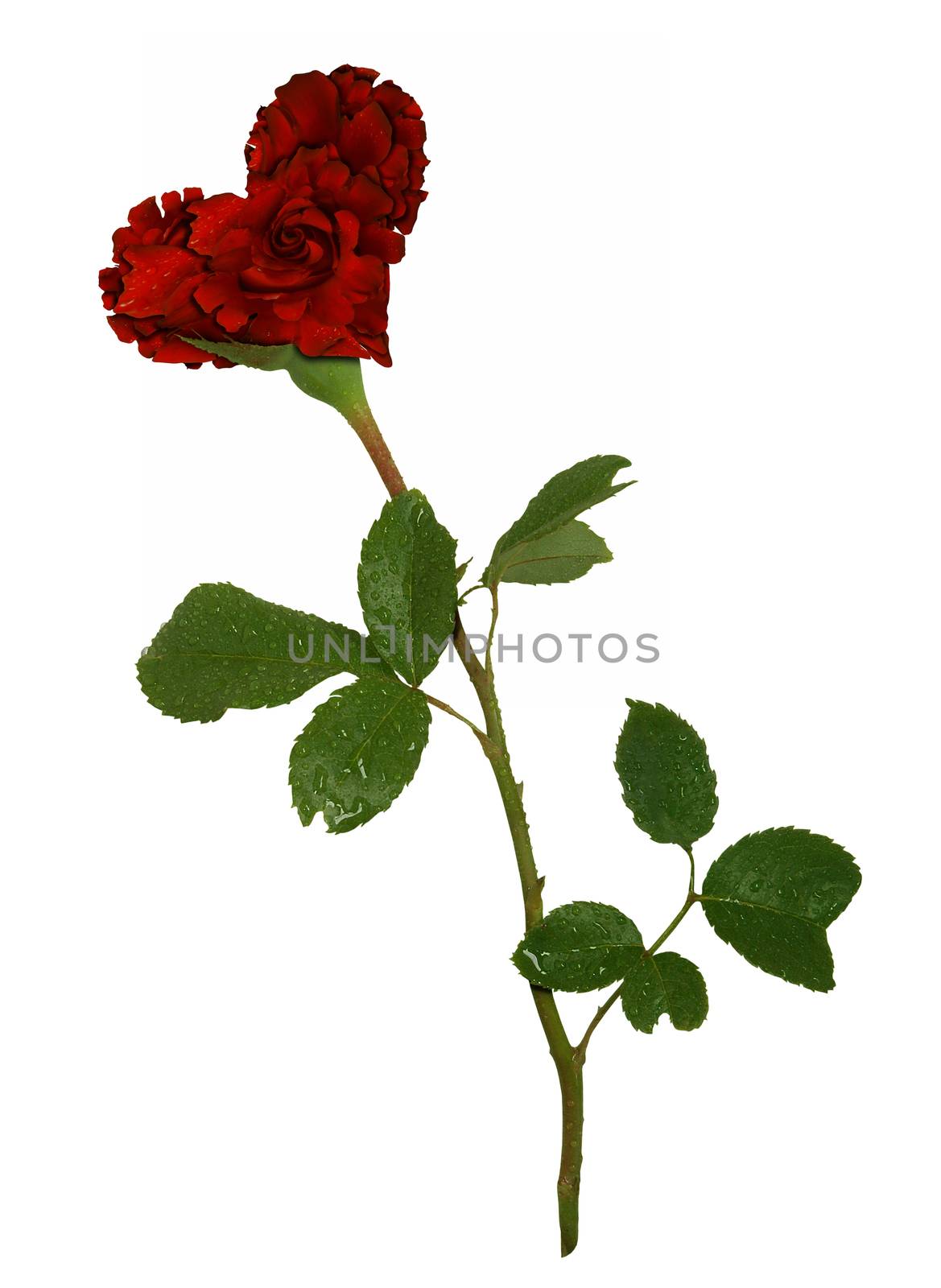 Rose In Love. Natural roses heart isolated on white.