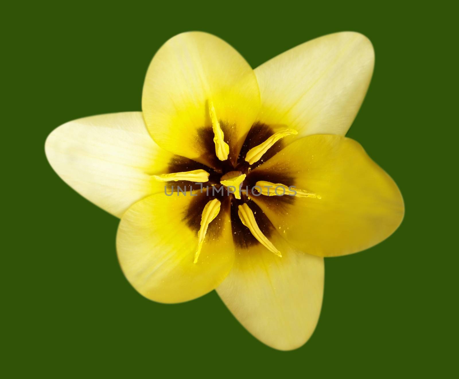 Inside a bud of the tulip flower. Clipping path.