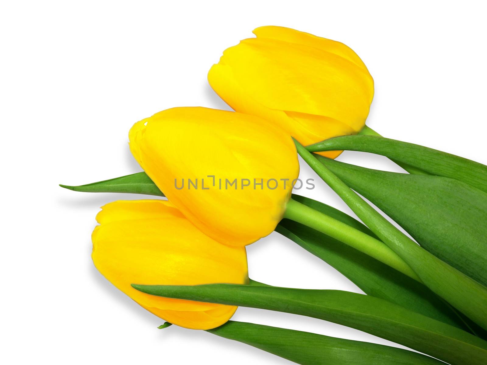 tulips yellow by Venakr