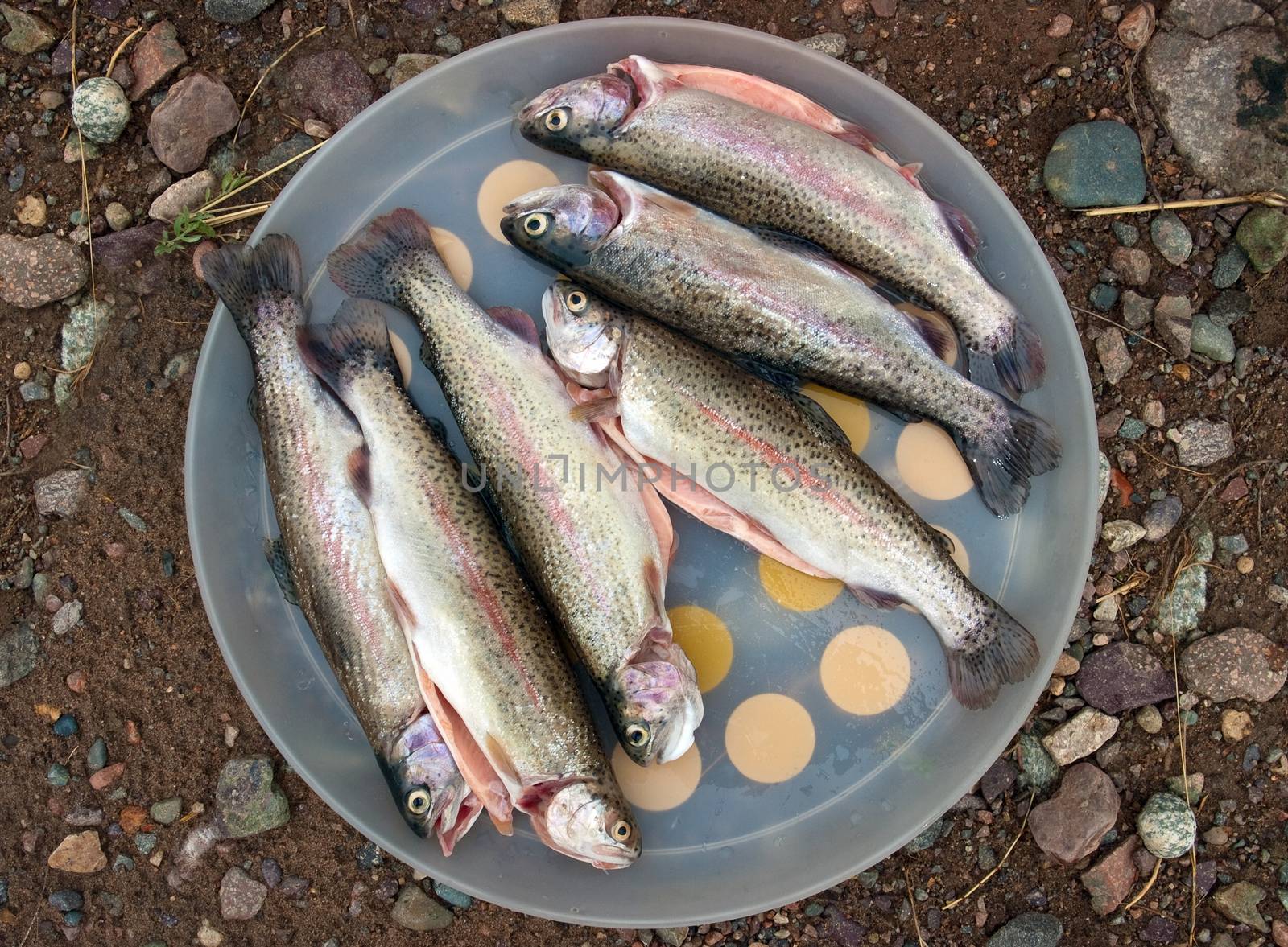 A rainbow trout waiting in dish, to be fried.