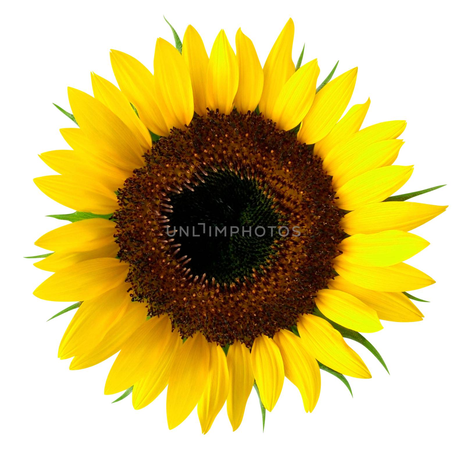 Sunflower by Venakr