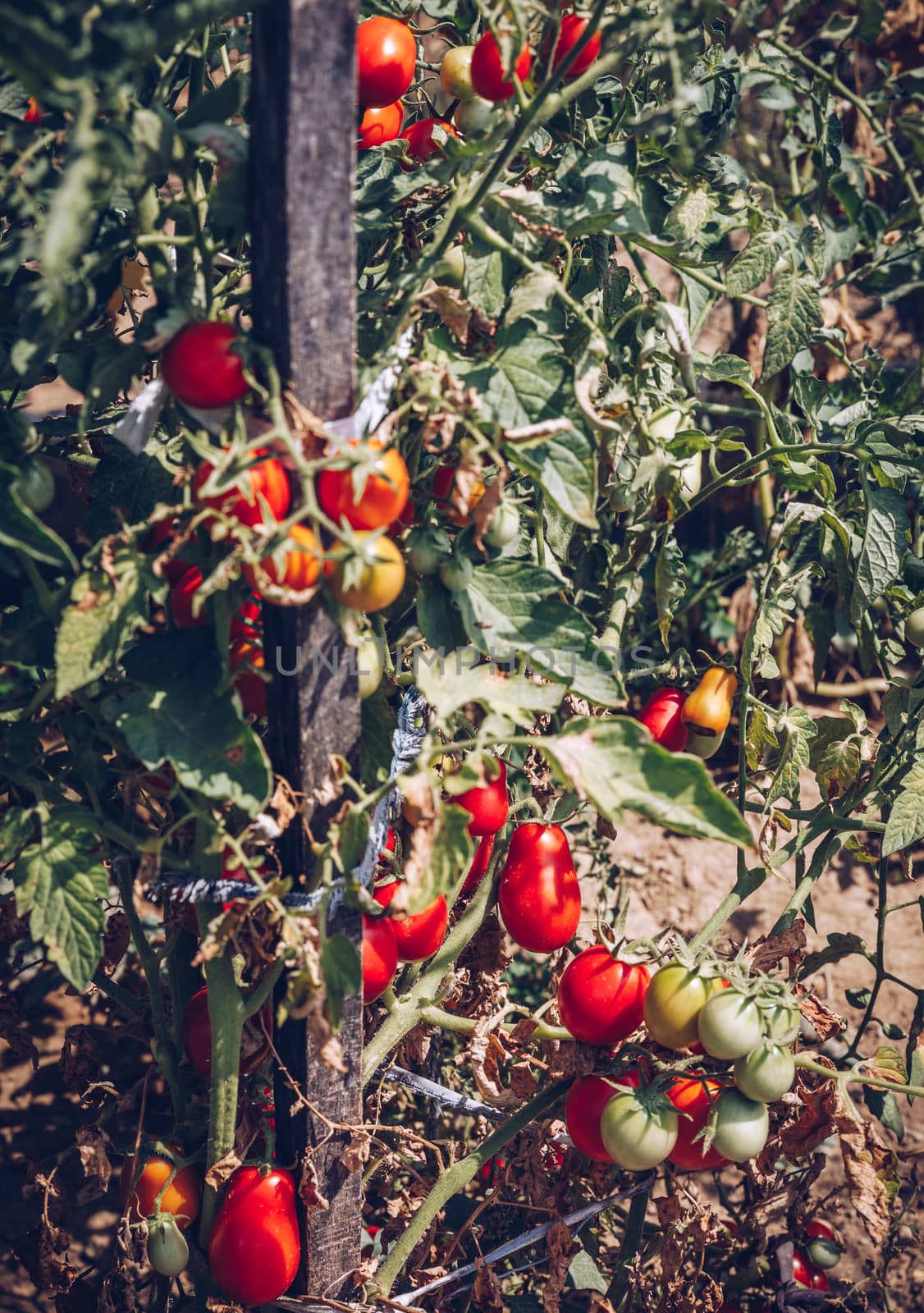 Homegrown Red Fresh Tomato In A Garden. Red organic tomato plant and fruit in the summer light. Bio garden with tomatoes. Homemade tomatoes grown in the garden.