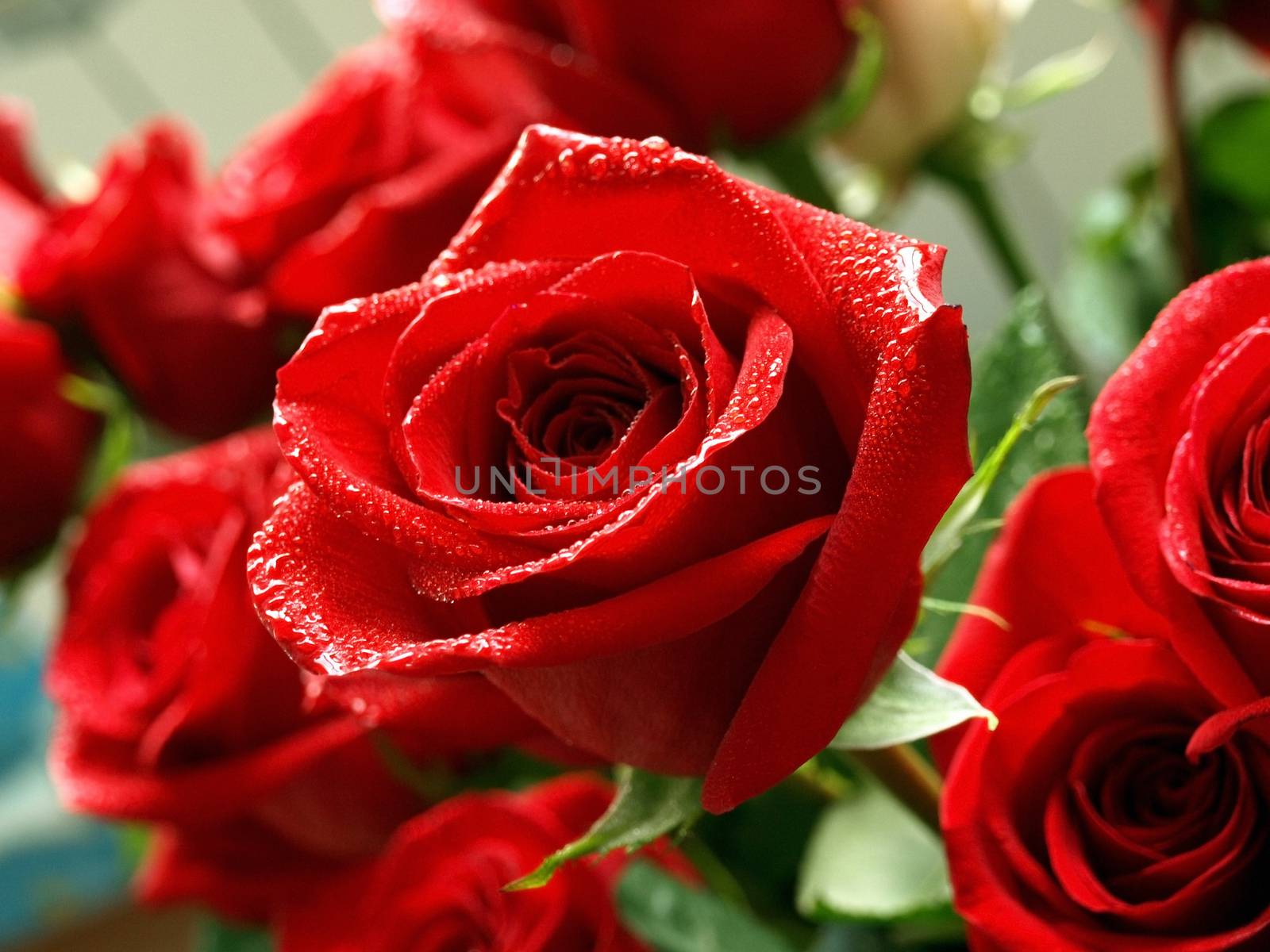 Bouquet of beautiful red roses with water drops