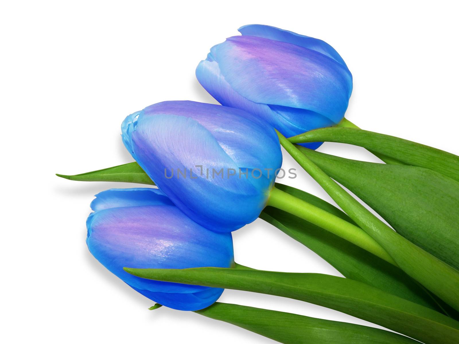 tulips blue by Venakr