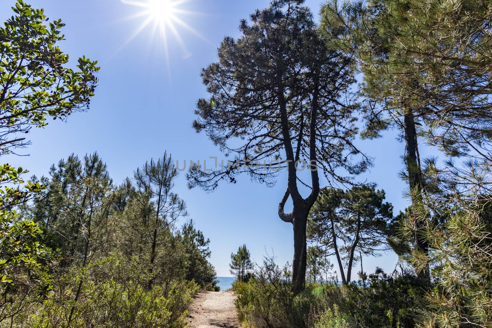 Passage between pine trees going to a beach with blue sky and sun in contre-jour, Ghisonaccia, Corsica, France, Europe