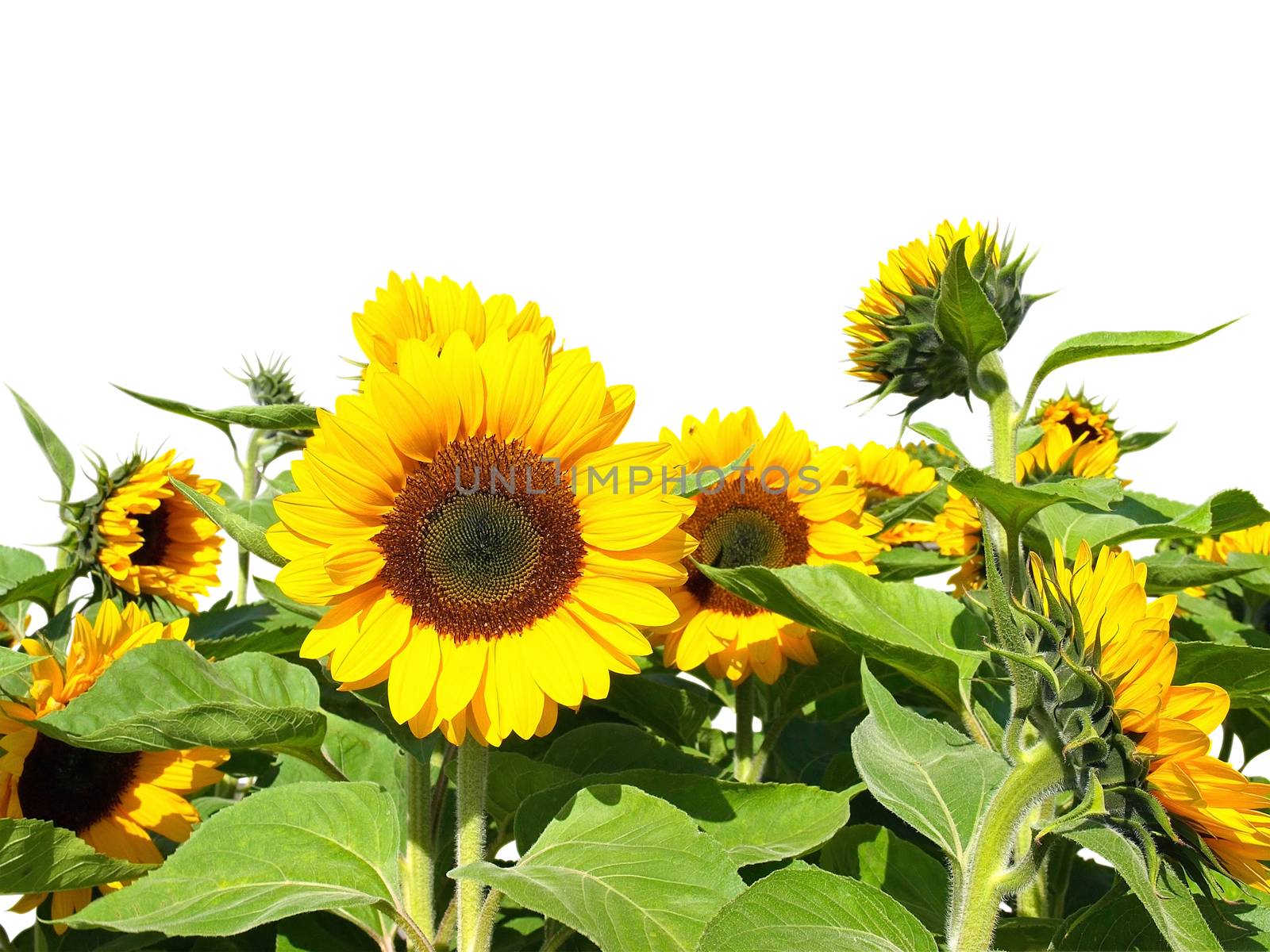 Sunflowers by Venakr