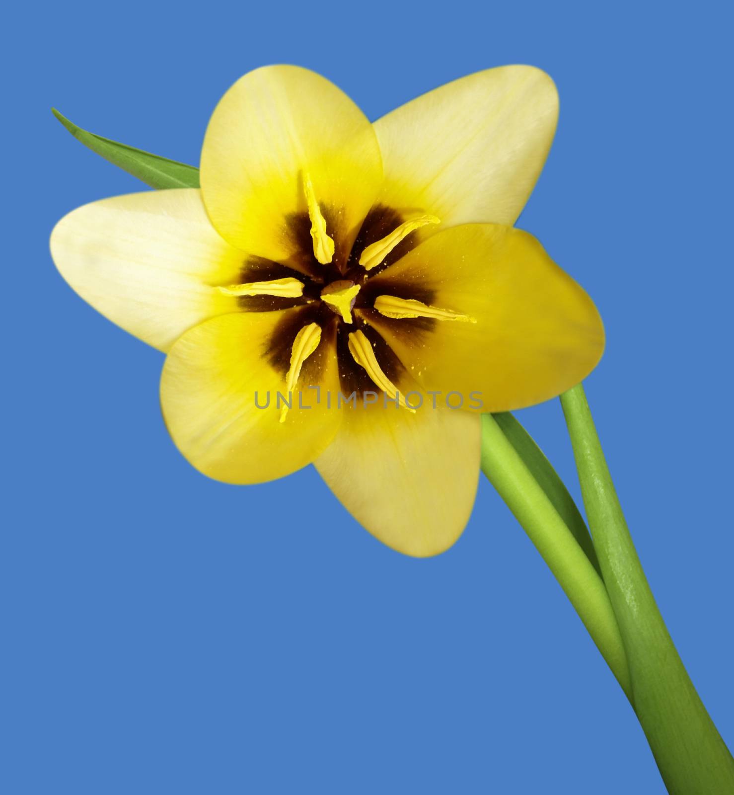 tulip yellow macro by Venakr