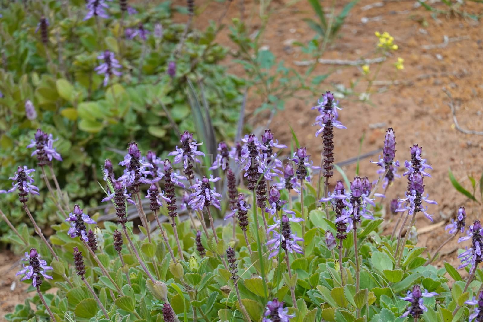 A close up of a flower. High quality photo