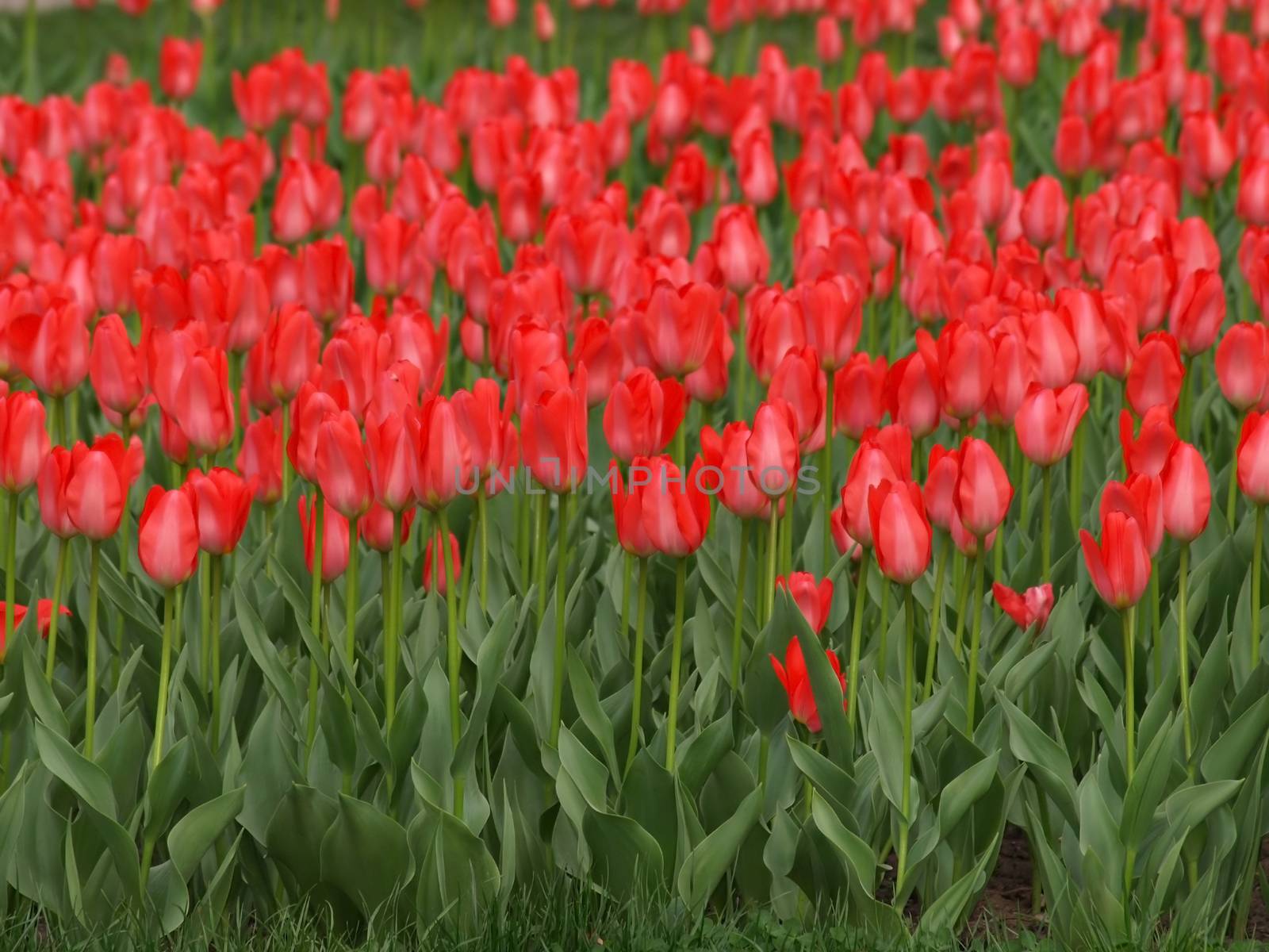 more tulips red field by Venakr