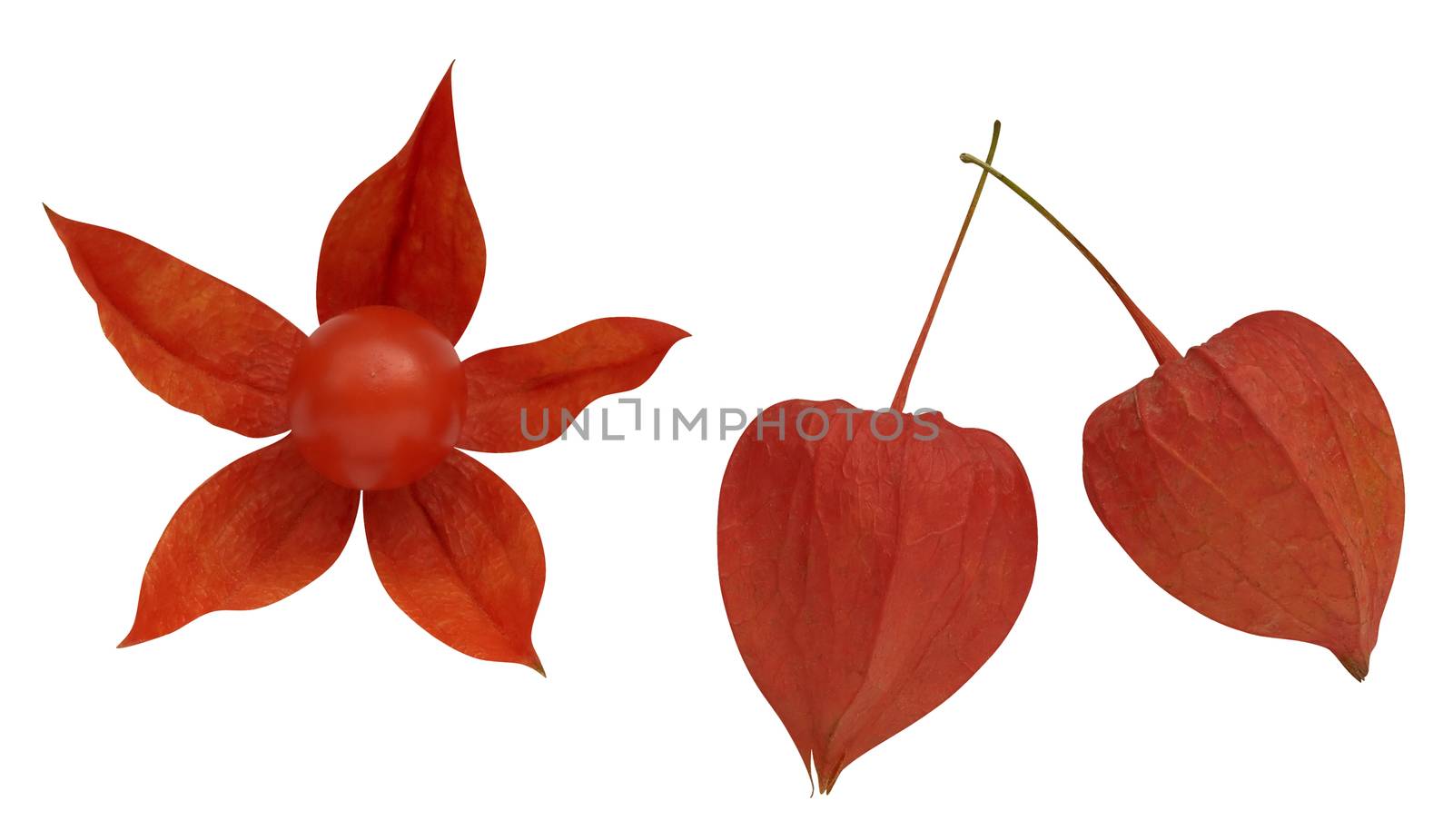 Winter cherry isolated over white with clipping path